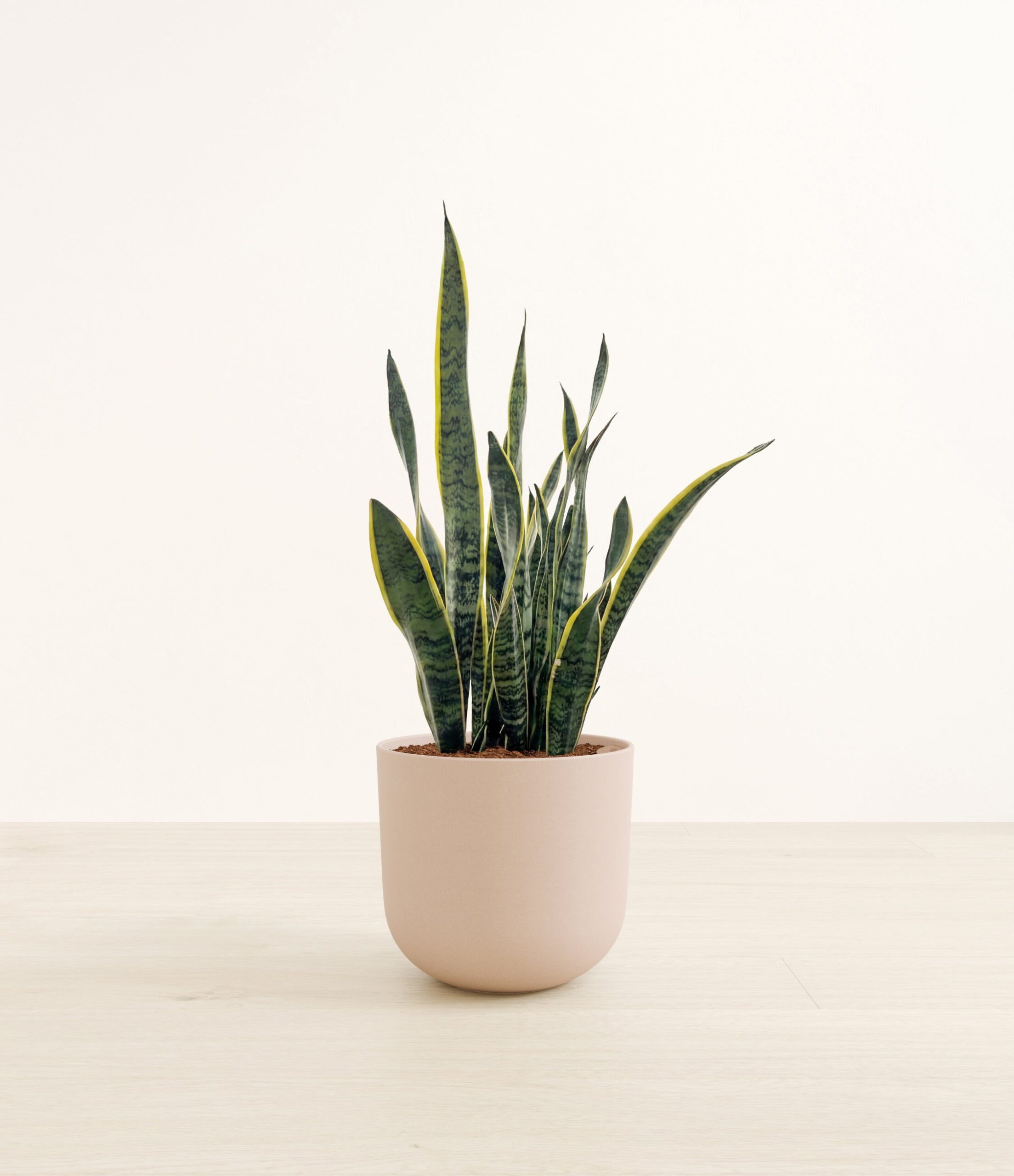 Golden_Snake_Plant-LA-E7D5C8.jpg