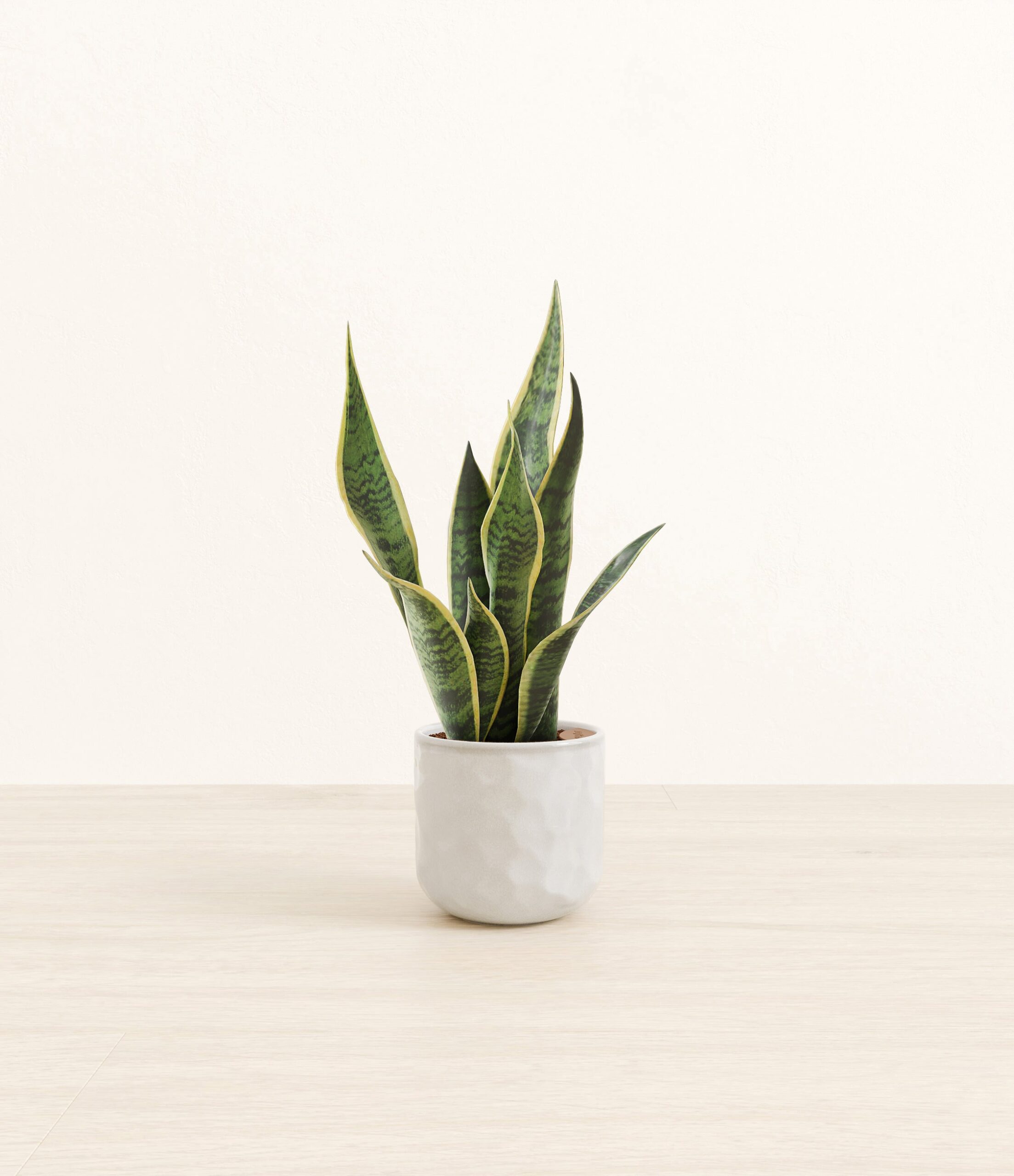Golden_Snake_Plant_Hammerd_Ivory_8289ee06-f9e0-4920-bd8a-144261875f80.jpg