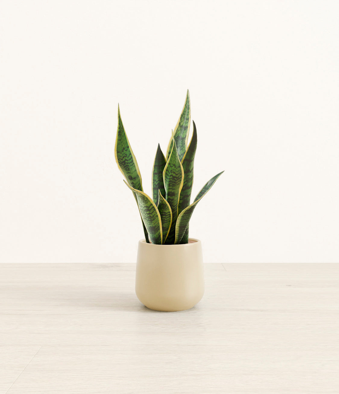 Golden_Snake_Plant_Small_Studio_Almond_Green.jpg