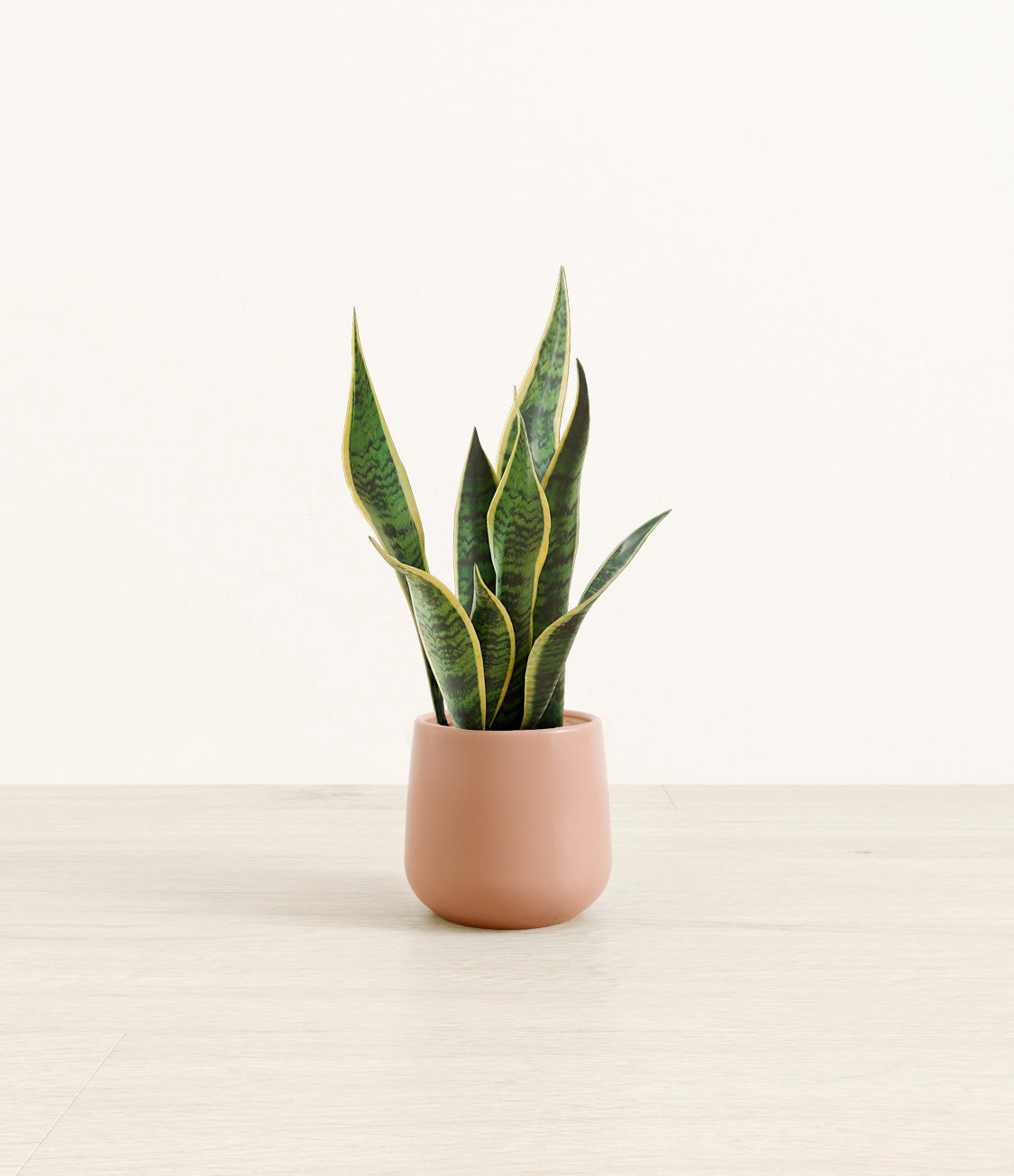 Golden_Snake_Plant_Small_Studio_Calm_Rose.jpg