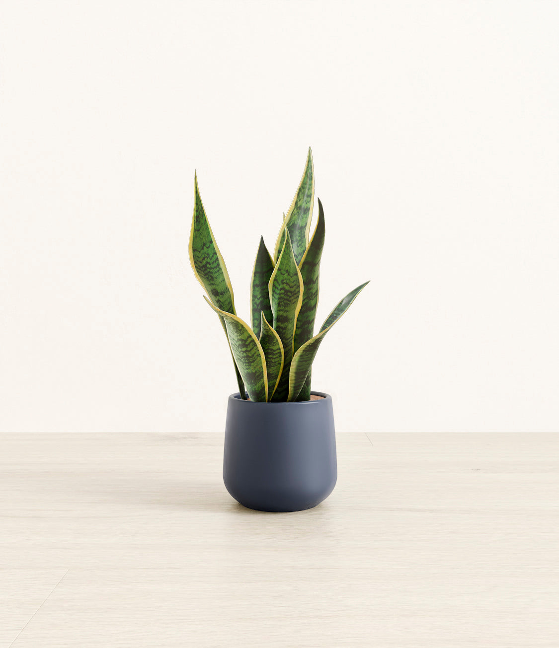 Golden_Snake_Plant_Small_Studio_Deep_Navy.jpg