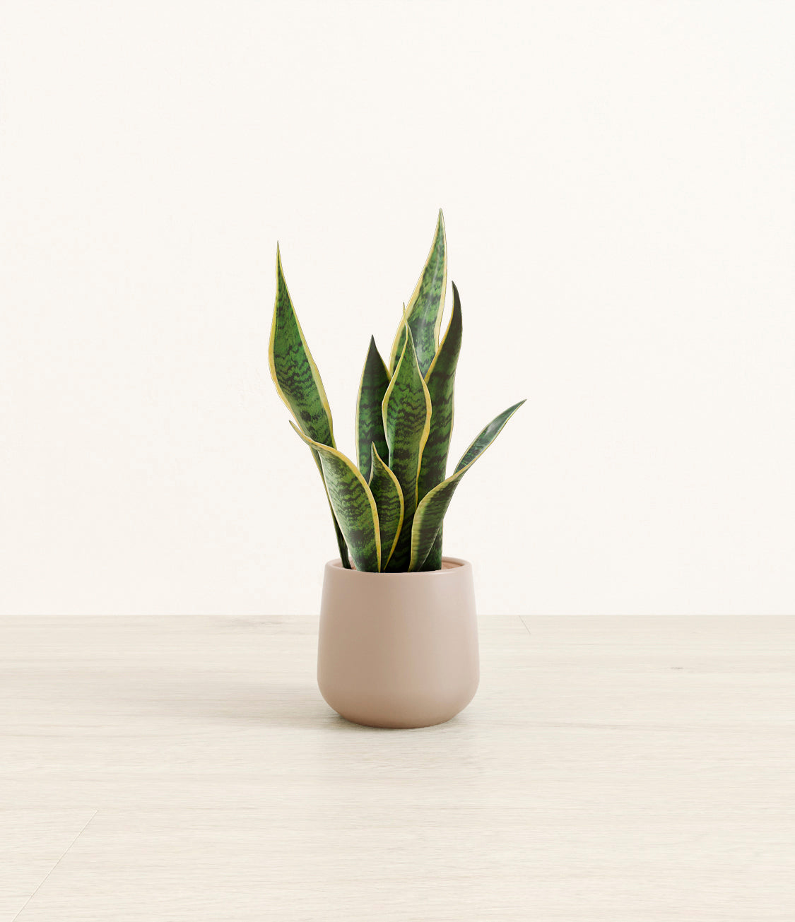 Golden_Snake_Plant_Small_Studio_Eternal_Gray.jpg