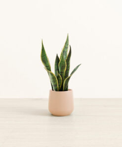 Golden Snake Plant - Small Amber