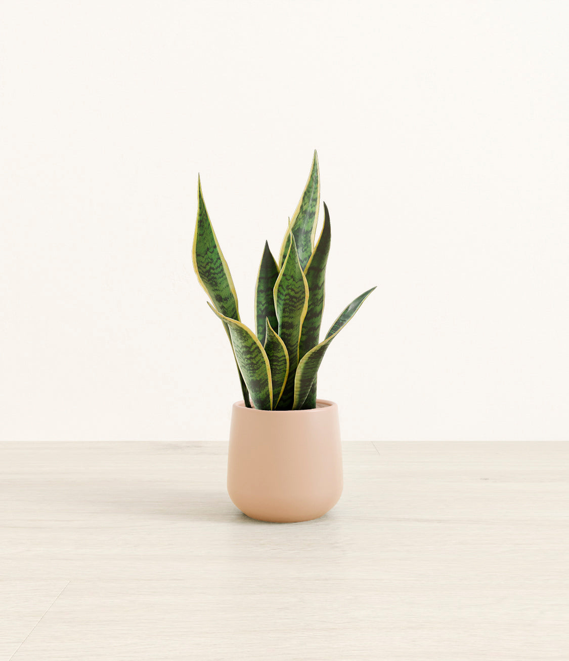 Golden_Snake_Plant_Small_Studio_Gentle_Pink.jpg