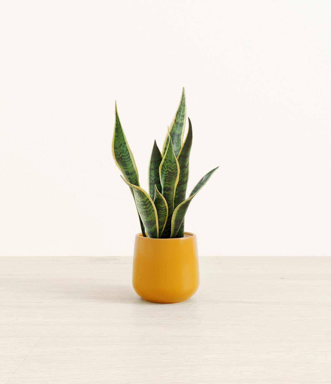 Golden_Snake_Plant_Small_Studio_Mustard.jpg