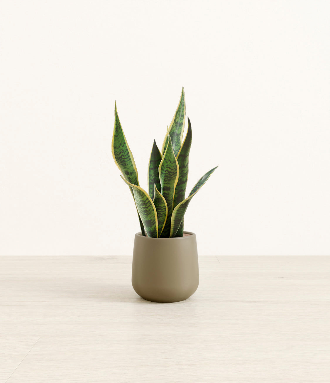 Golden_Snake_Plant_Small_Studio_Olive.jpg