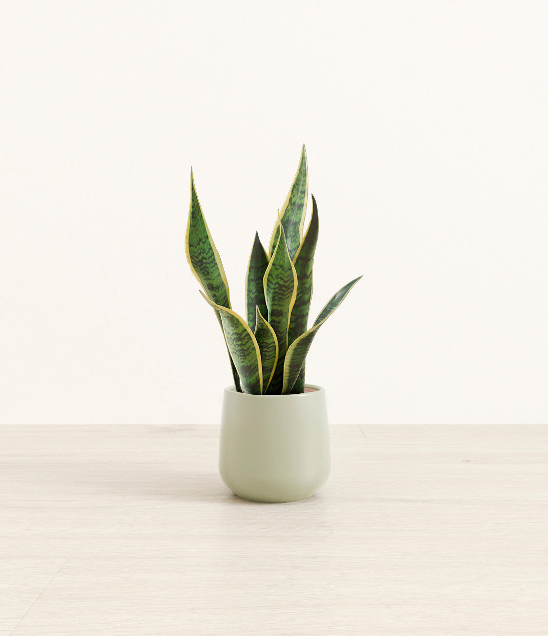 Golden_Snake_Plant_Small_Studio_Turquoise.jpg