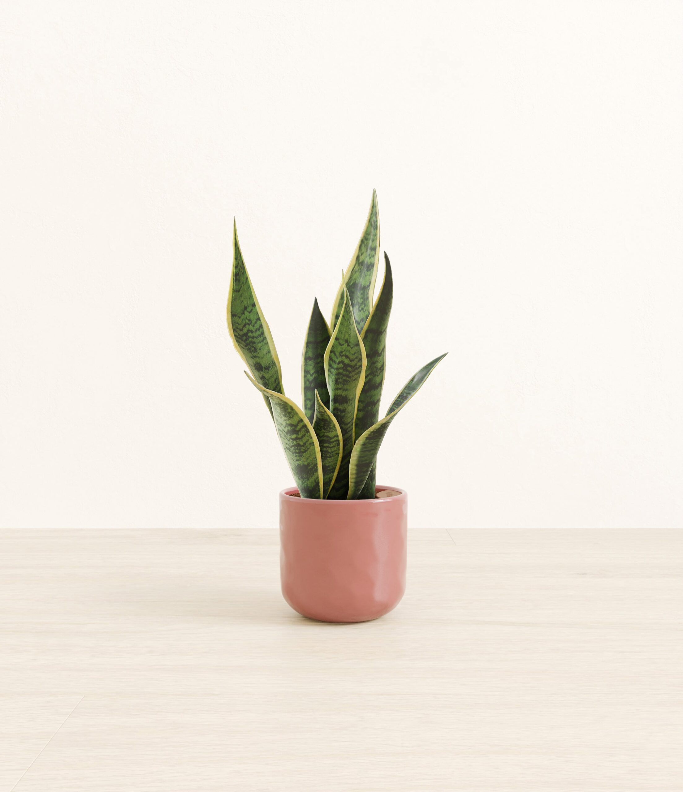 Golden_Snake_Plant_pink_hammered.jpg