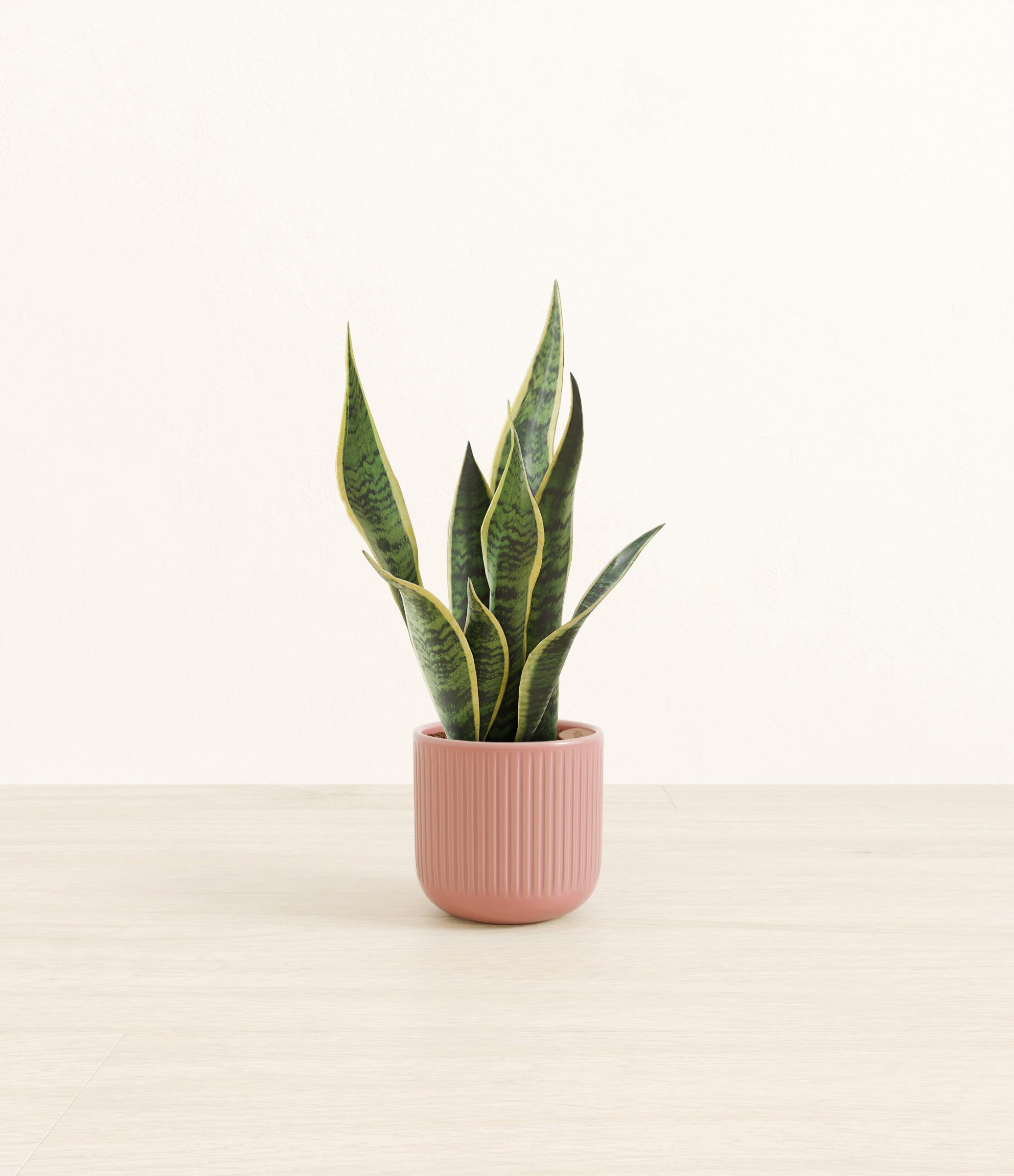 Golden_Snake_Plant_pink_striped.jpg