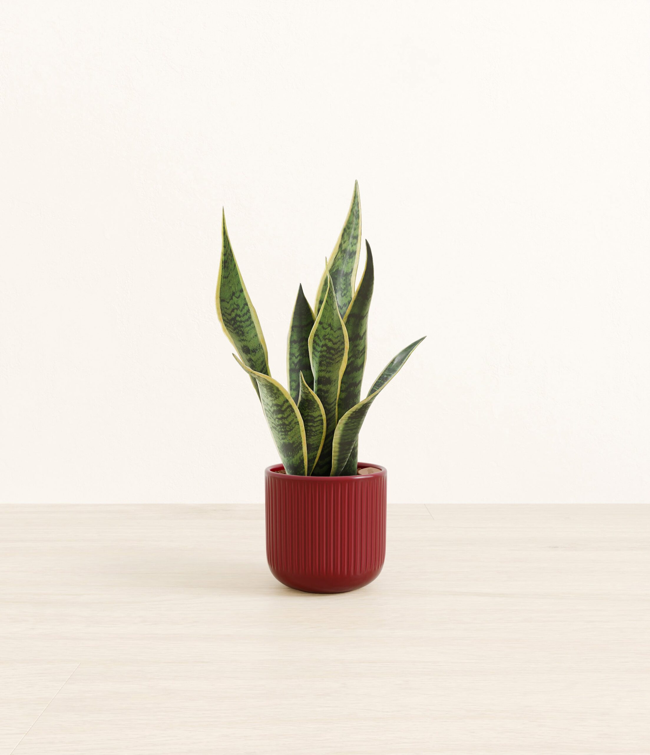 Golden_Snake_Plant_red_striped.jpg