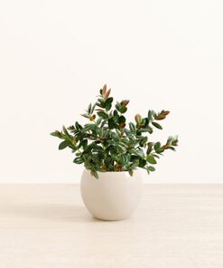 Goldfish Plant - Medium Monet