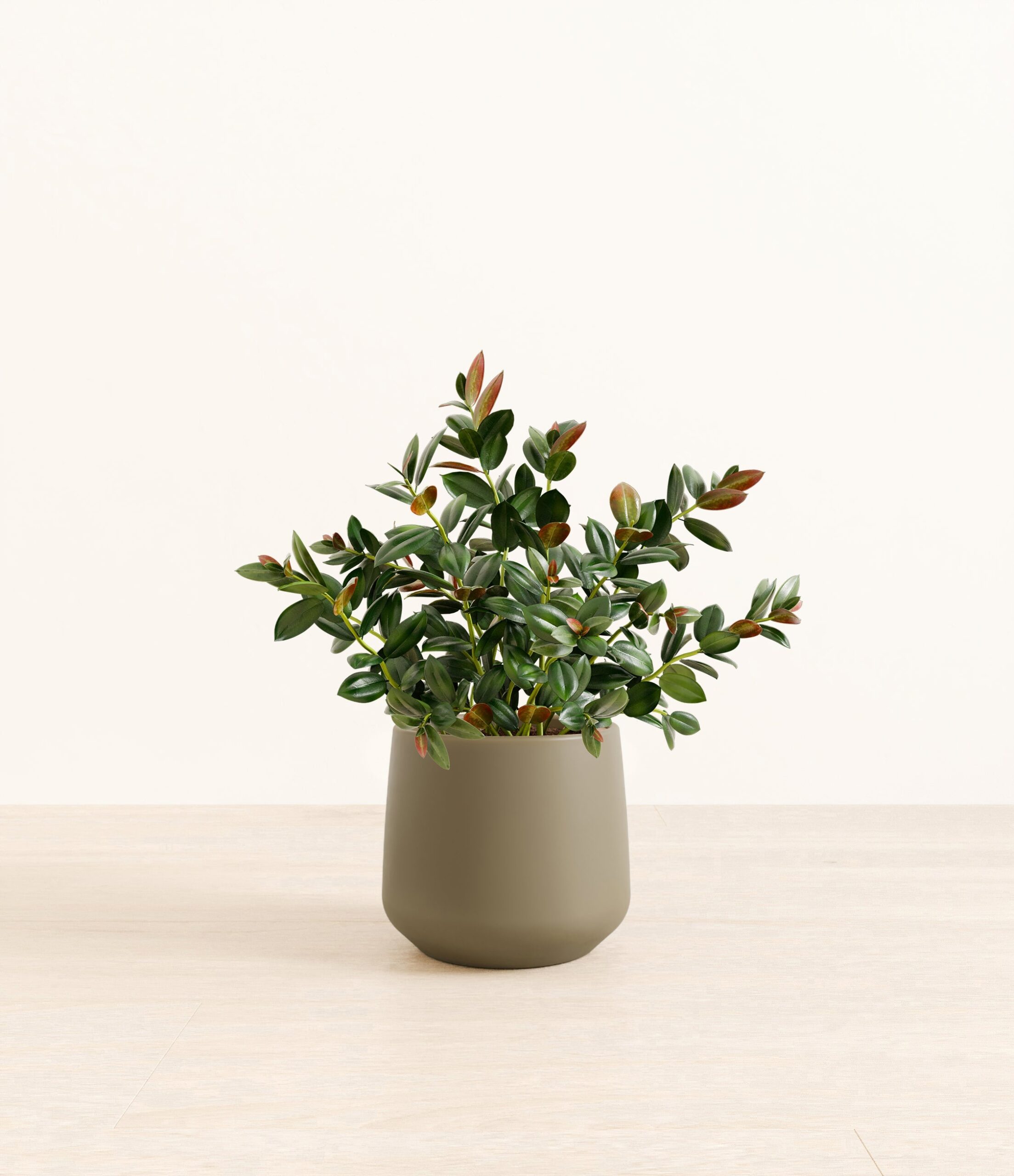 Goldfish_Plant_Amber_medium_army_green_5cd5ed2b-f74e-4af4-be67-7fede2d50596.jpg
