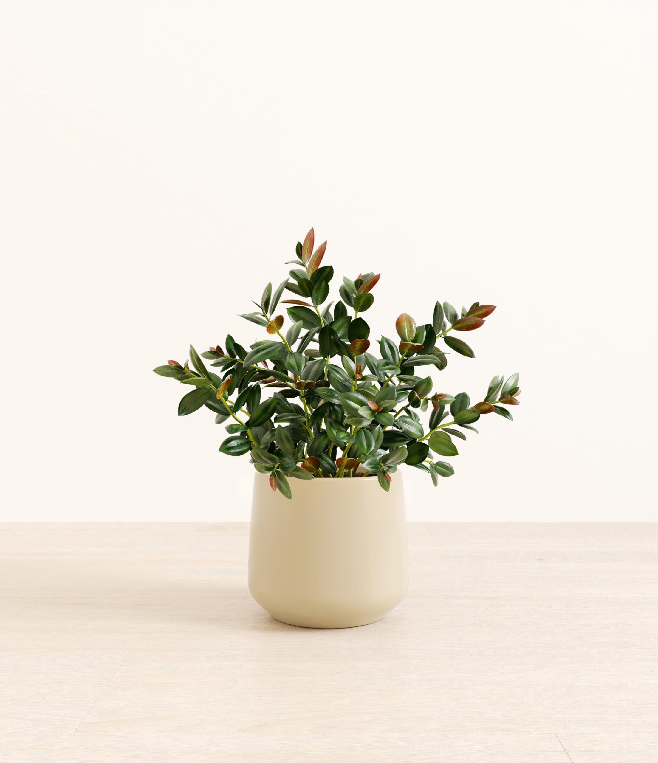 Goldfish_Plant_Amber_medium_beige_ed8eed78-c11a-4f6f-a11c-6c23145f7869.jpg