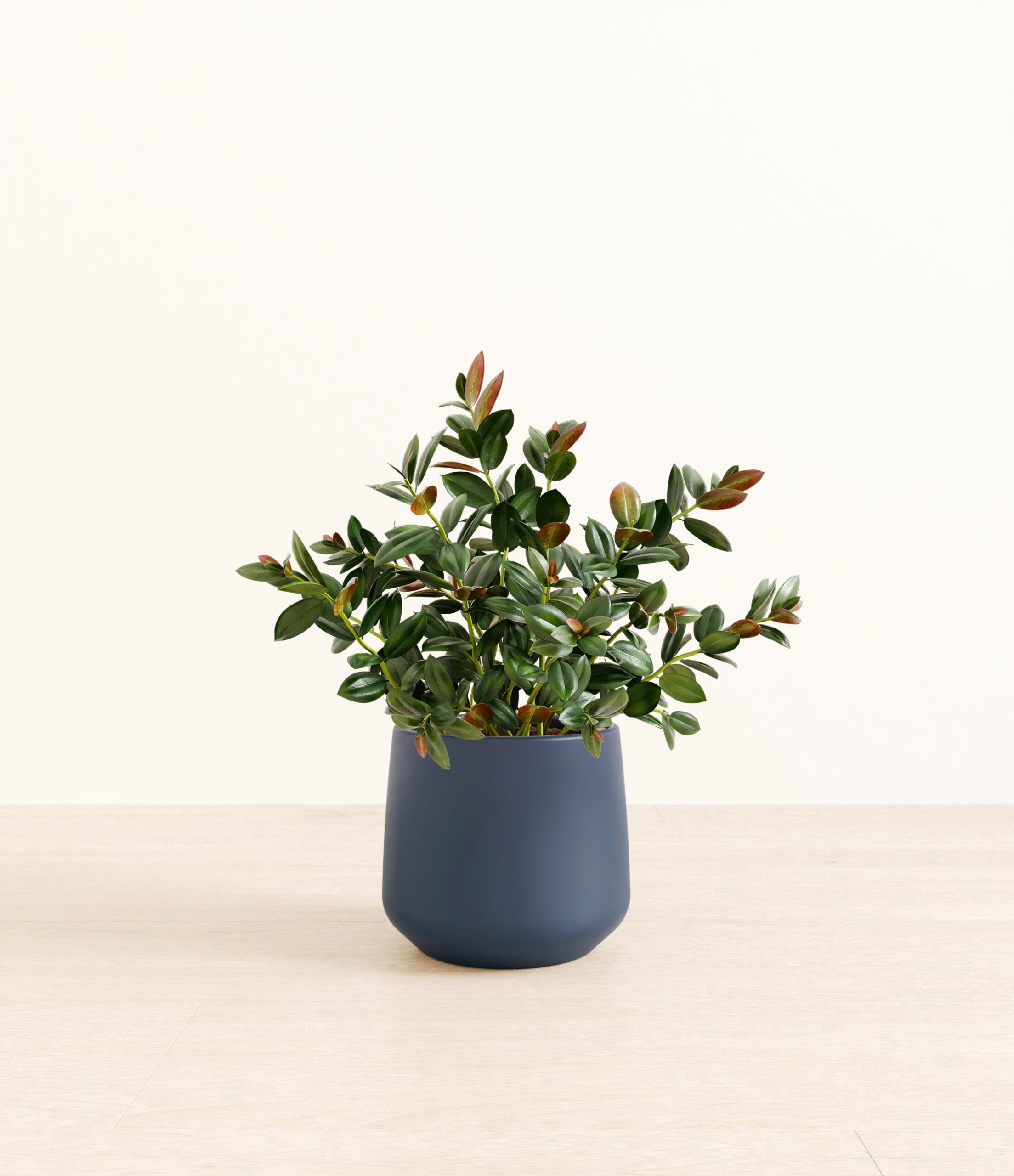 Goldfish_Plant_Amber_medium_blue_2e08468b-d6c8-4901-8155-2265397076c1.jpg