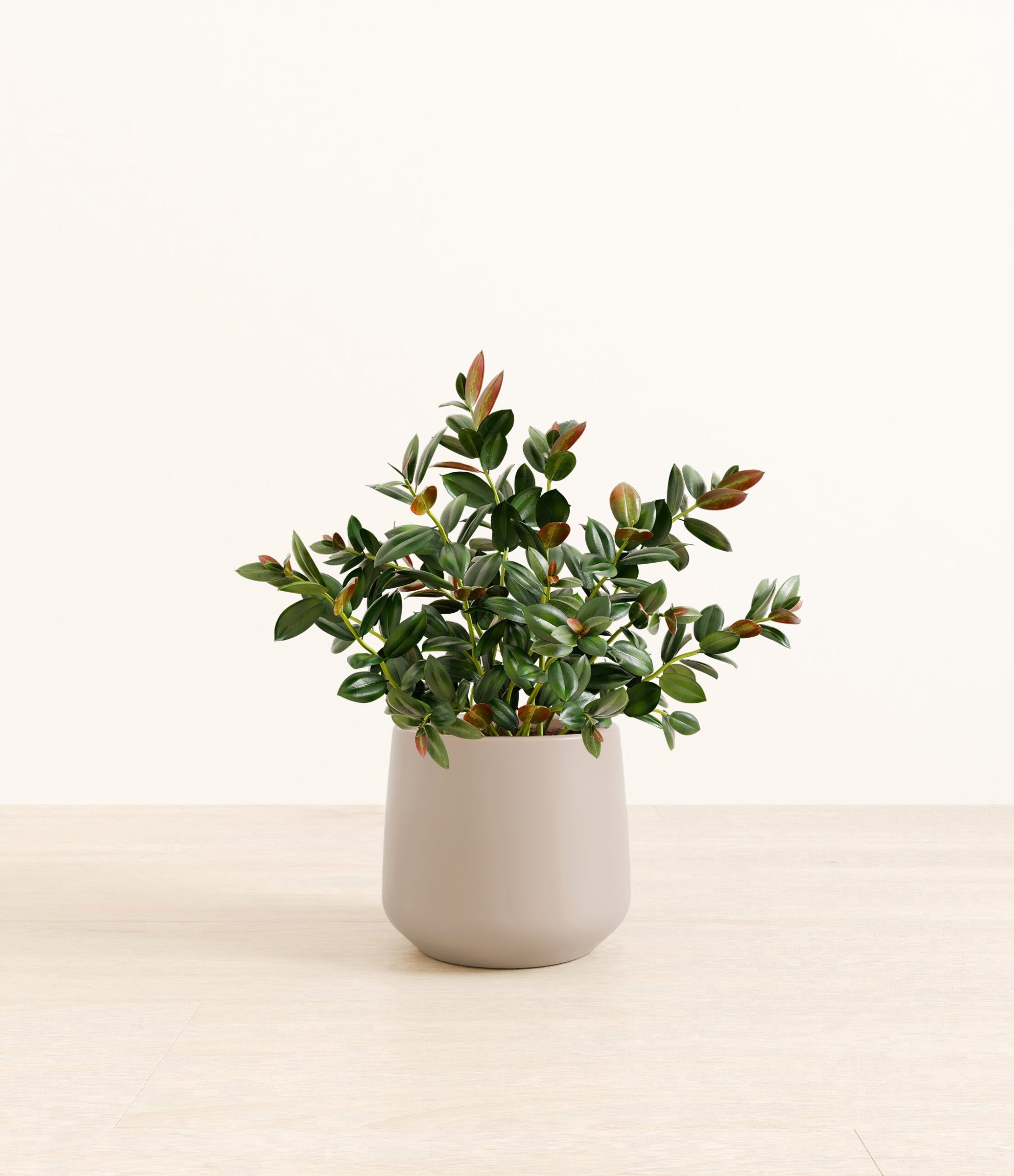 Goldfish_Plant_Amber_medium_light_grey_ef0b9ae5-607a-44f2-a3e0-4ff112a9af68.jpg