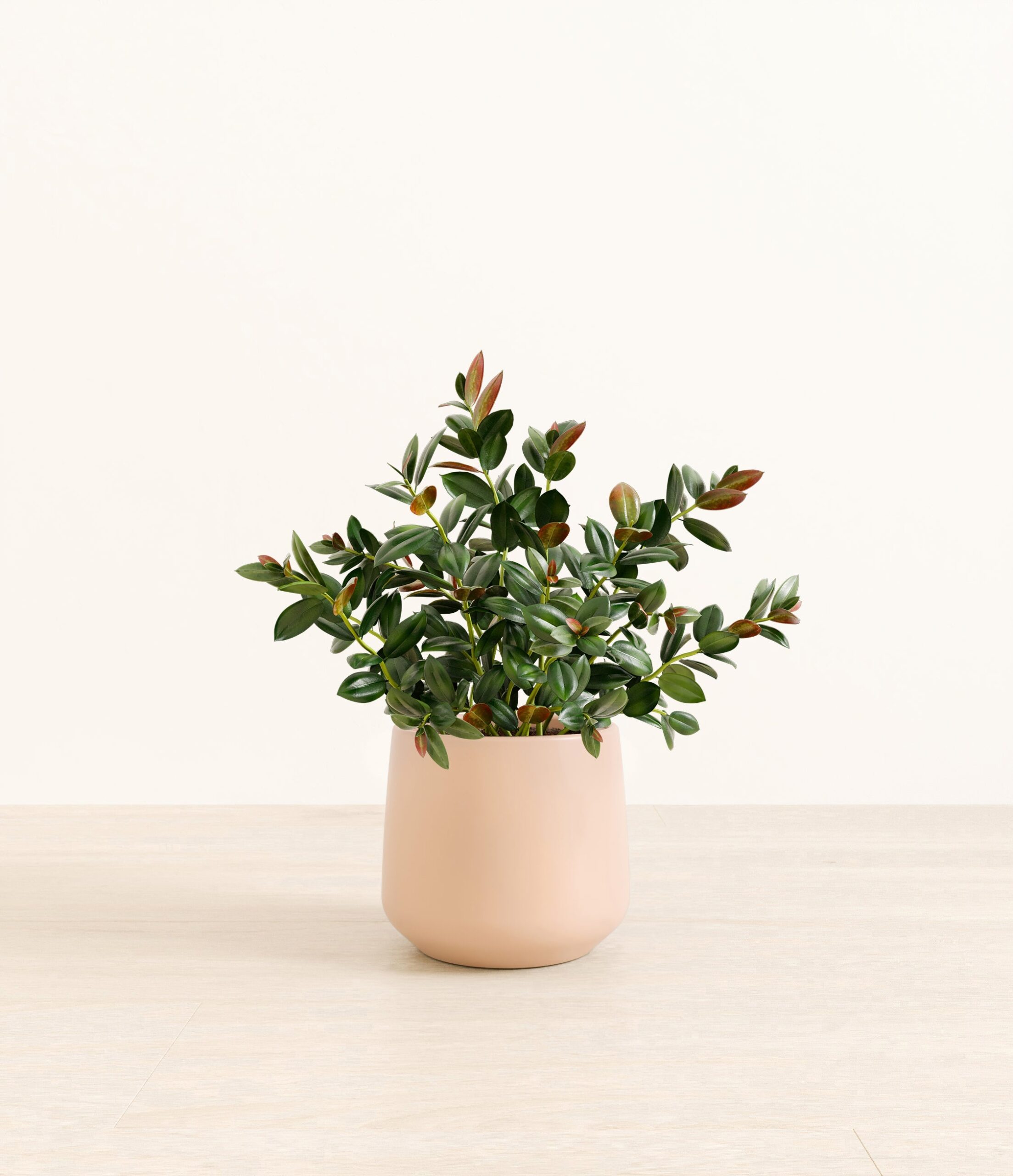 Goldfish_Plant_Amber_medium_light_pink_c3c9d5da-c98c-49a7-bd51-b814df12389e.jpg