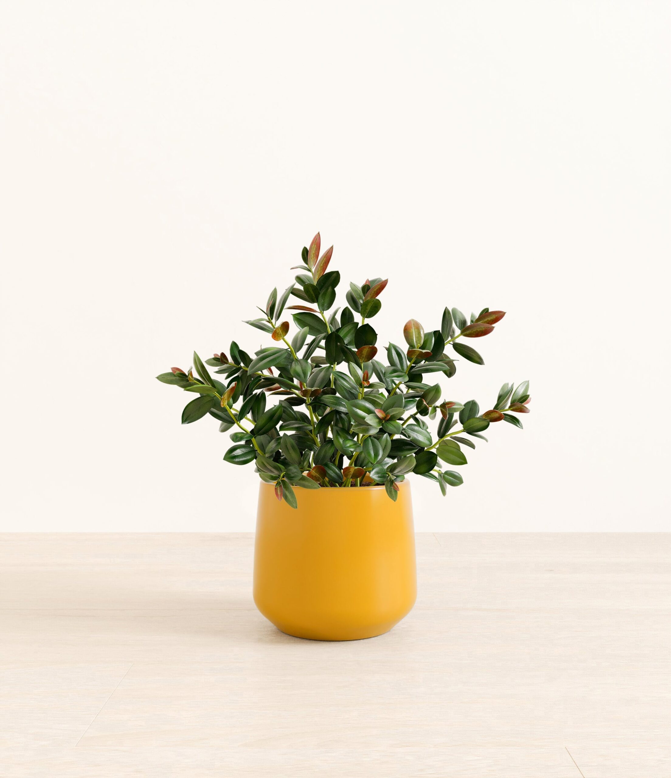 Goldfish_Plant_Amber_medium_mustard_yellow_b576f81a-5e60-4c84-b037-751065736e9a.jpg