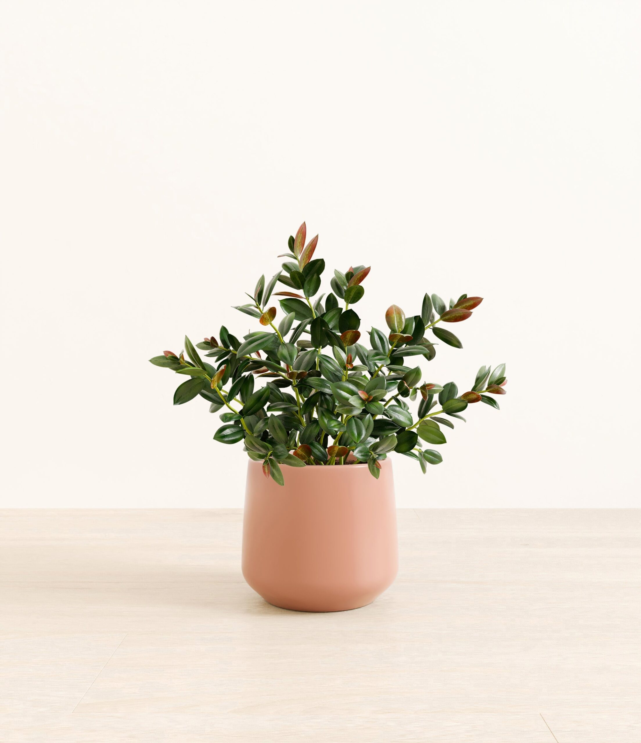Goldfish_Plant_Amber_medium_old_rose_89275820-1ad5-4535-bda8-25d2cbfb5559.jpg