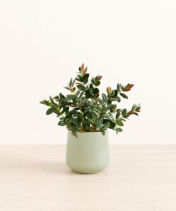 Goldfish Plant - Medium Amber