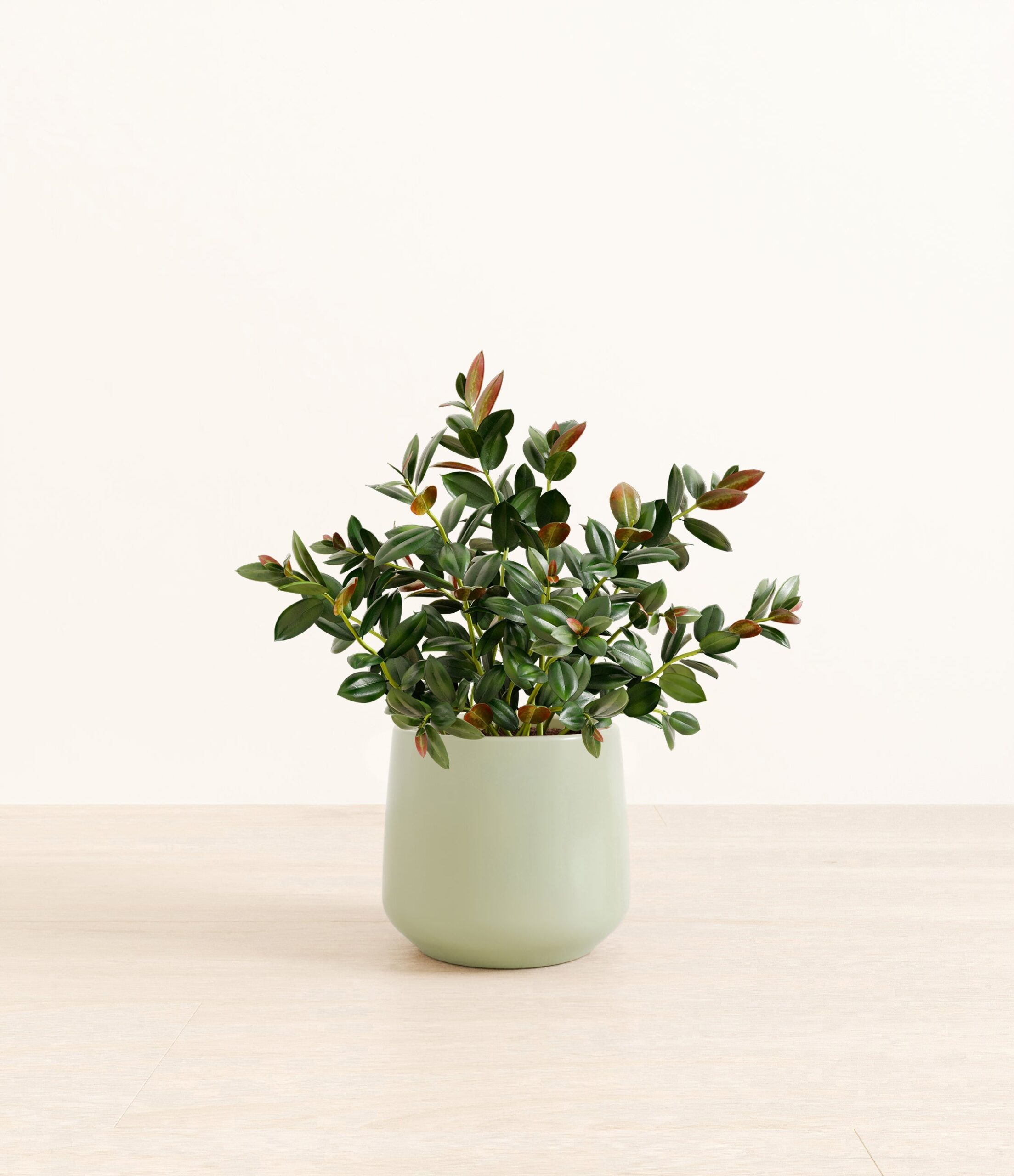Goldfish_Plant_Amber_medium_turquoise_8786da1c-95be-41bd-9390-d264e333d81c.jpg