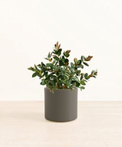 Goldfish Plant - Medium Era