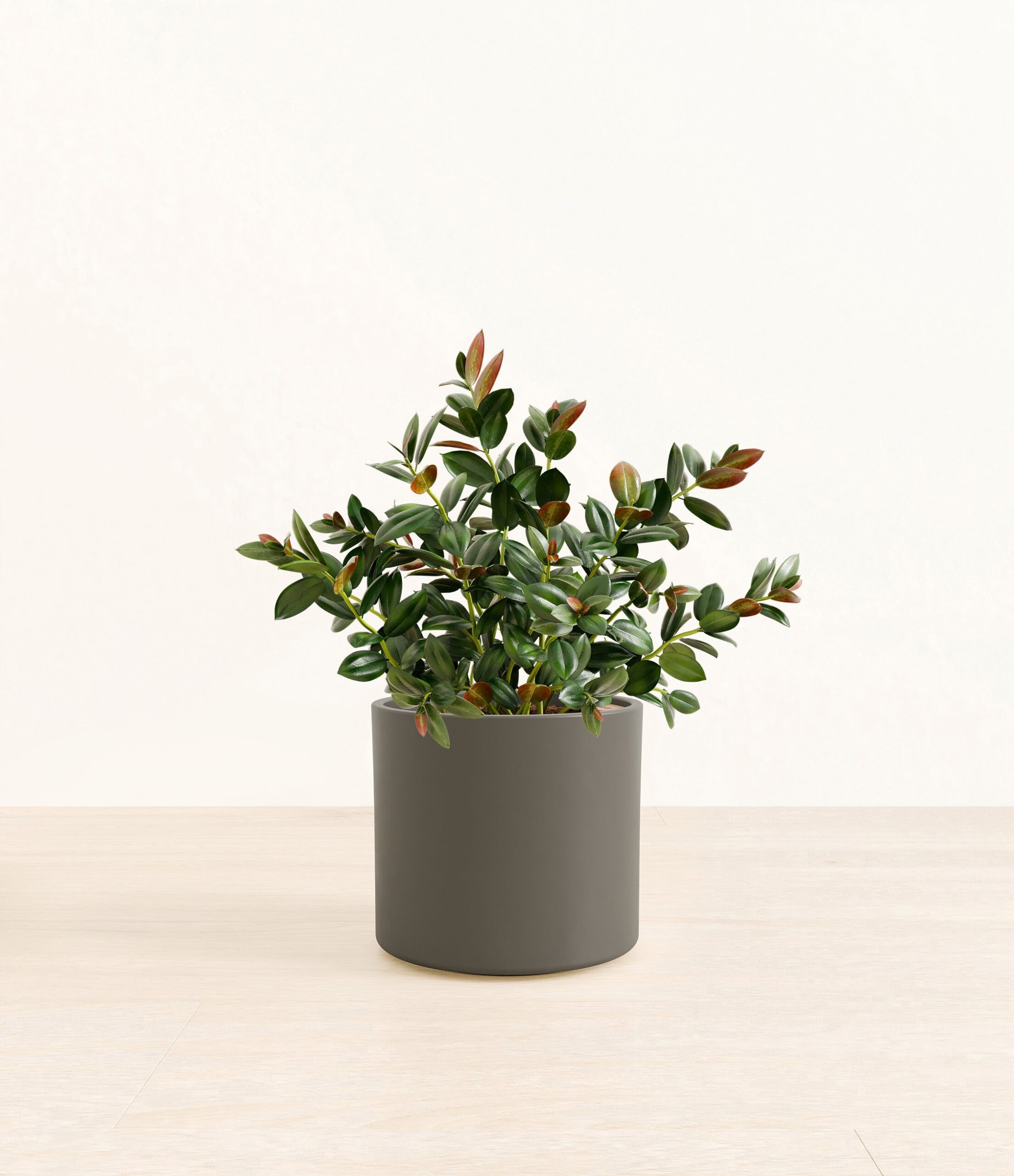Goldfish_Plant_Era_army_green_without_stand_5e4c0c8f-16c7-4ee0-bbf0-de1eef9ee634.jpg