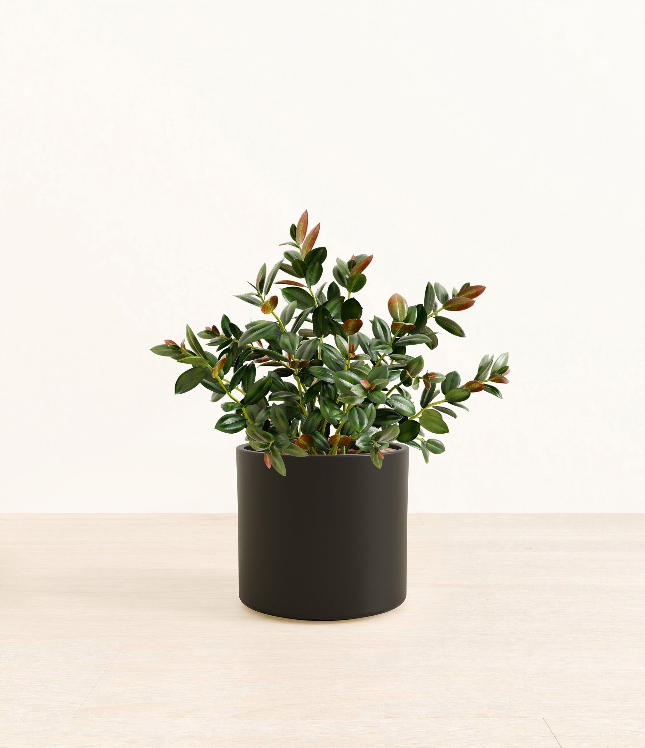 Goldfish_Plant_Era_black_without_stand_61cf41a5-b865-495e-9521-c36c64d61f42.jpg