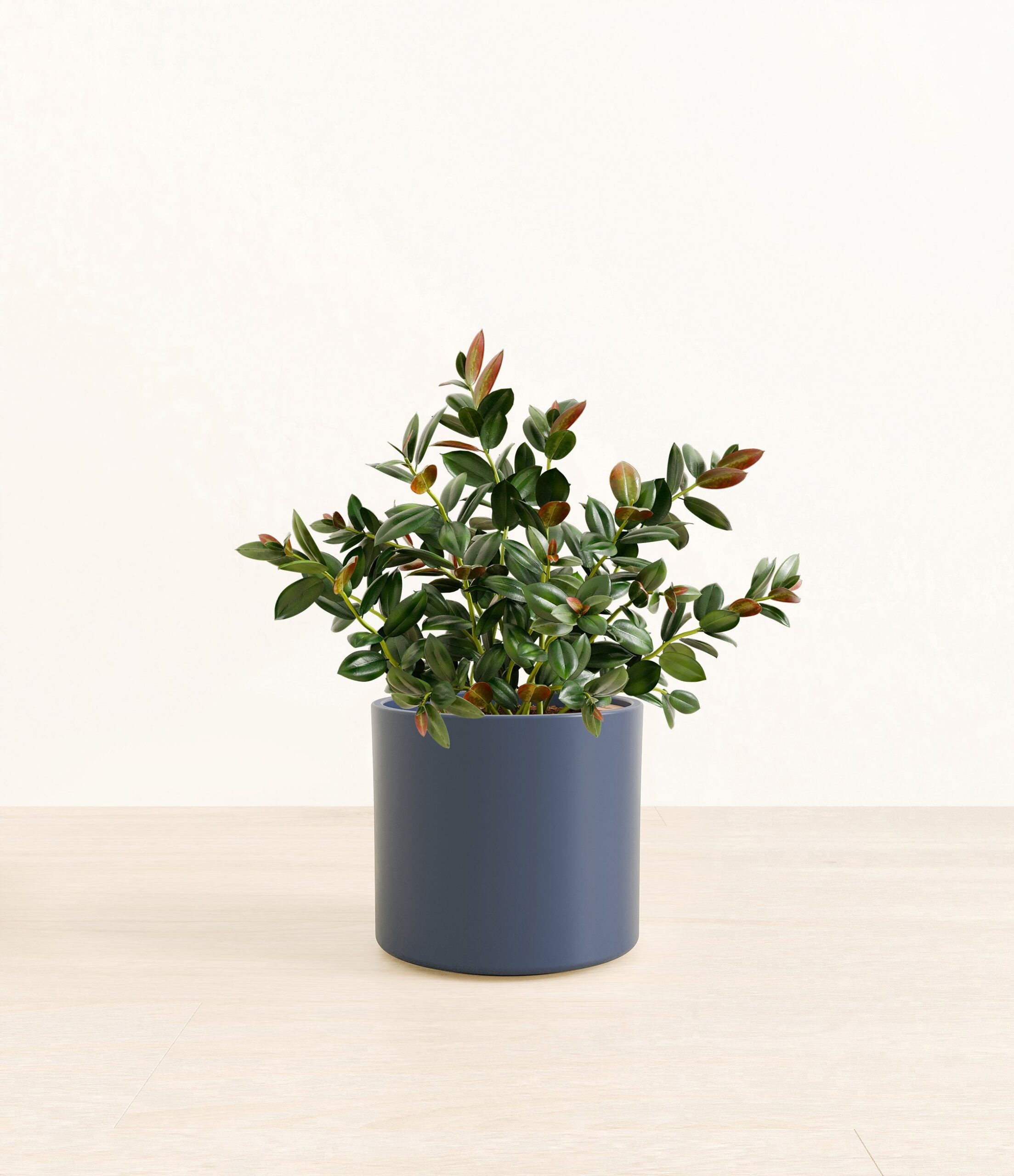 Goldfish_Plant_Era_blue_without_stand_4009a2f8-c15a-4a73-bc86-0559c9624567.jpg