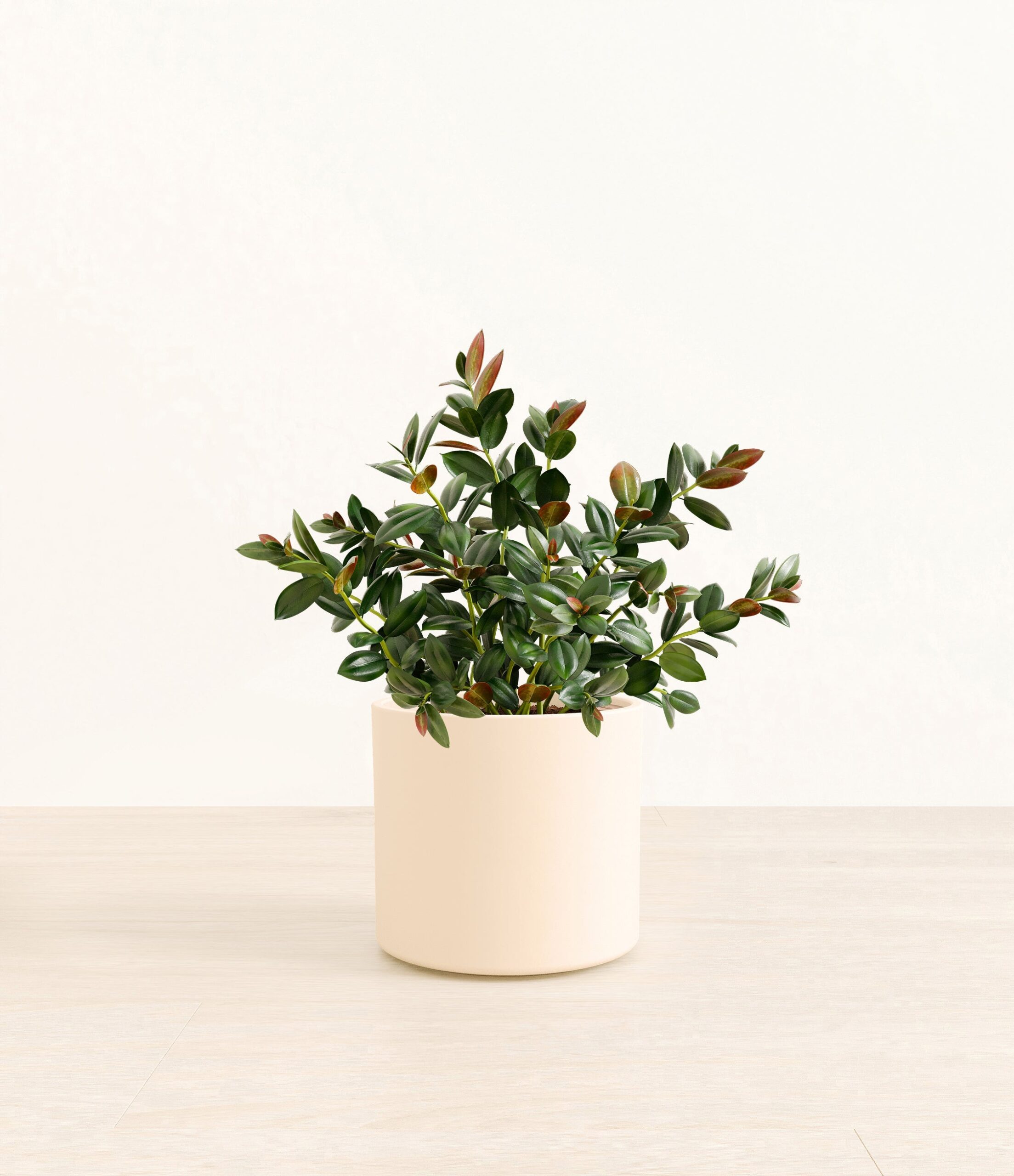Goldfish_Plant_Era_cream_without_stand_80902378-b413-4515-be45-485815eb368e.jpg