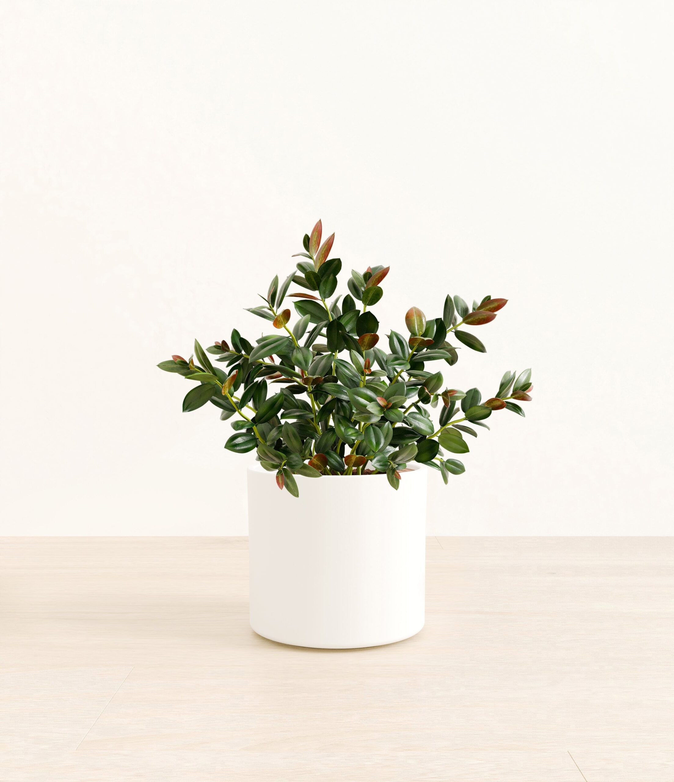 Goldfish_Plant_Era_white_without_stand_f2f04557-e093-4d7d-af06-fe6c7989fc66.jpg