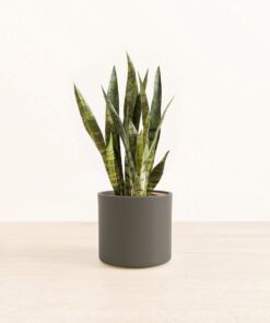 Green Snake Plant - Medium Era