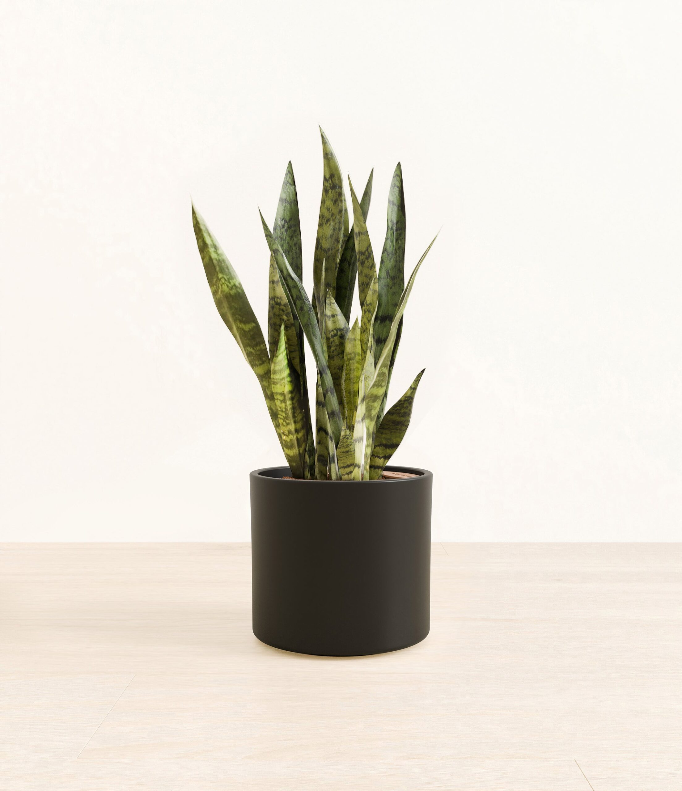 GreenSnakePlantEra_black_without_stand.jpg