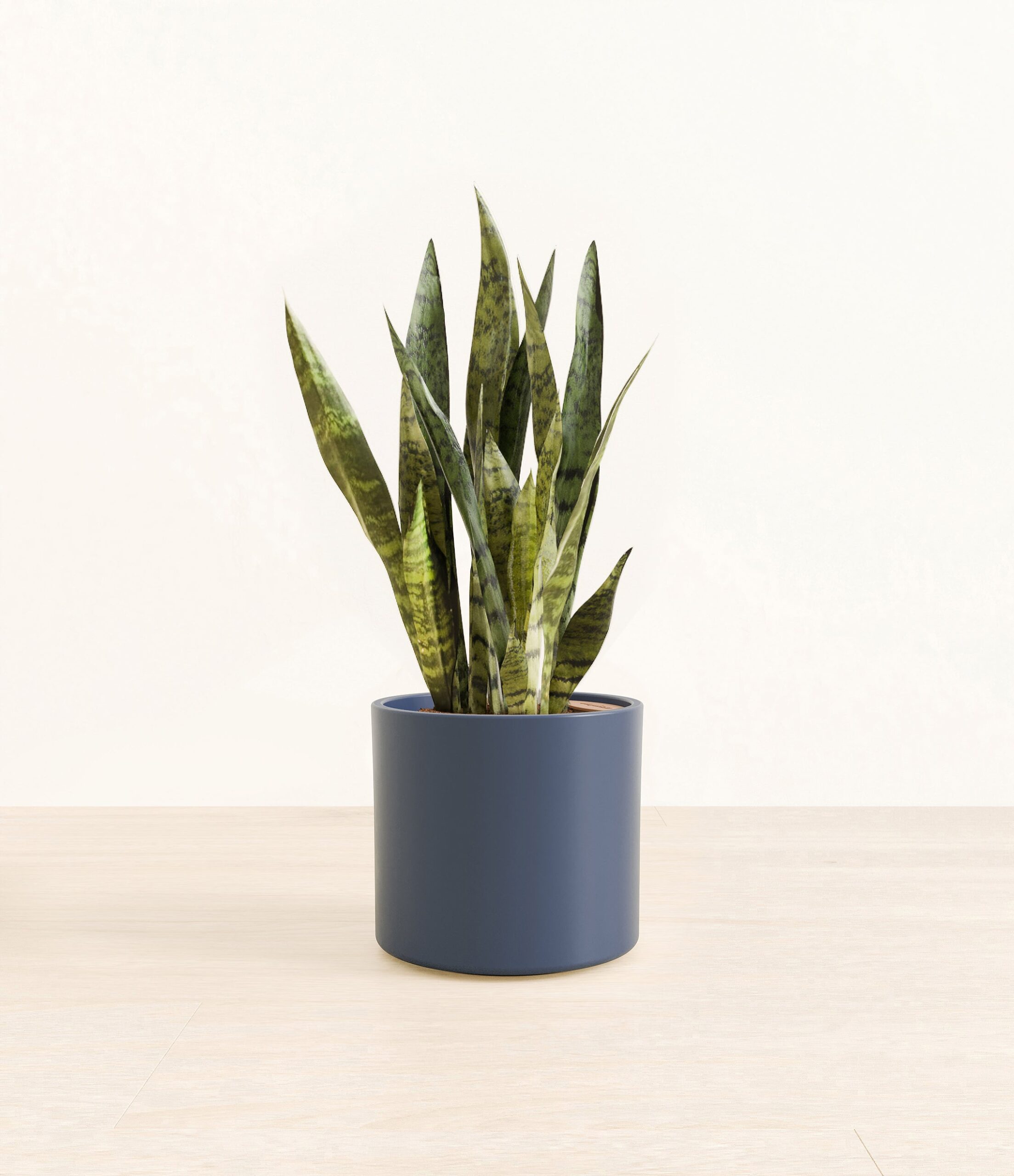 GreenSnakePlantEra_blue_without_stand.jpg