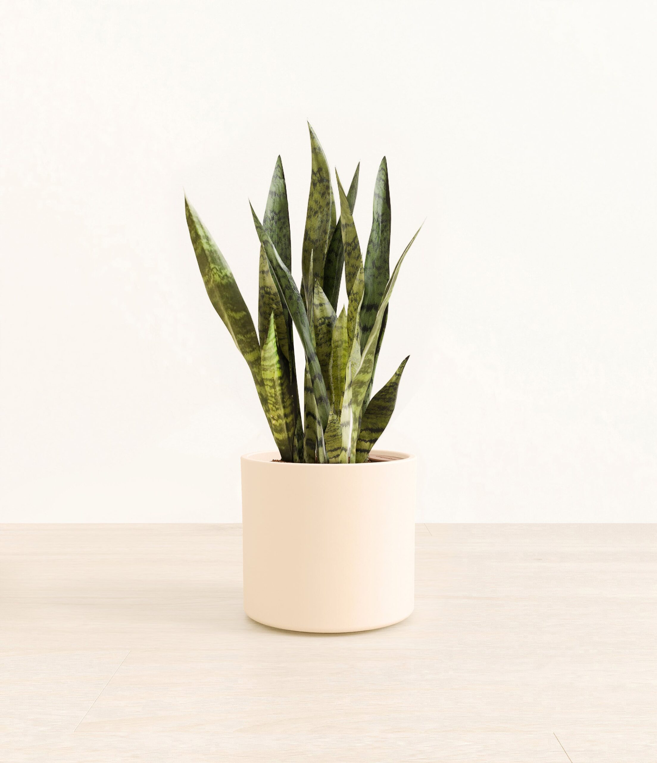 GreenSnakePlantEra_cream_without_stand.jpg