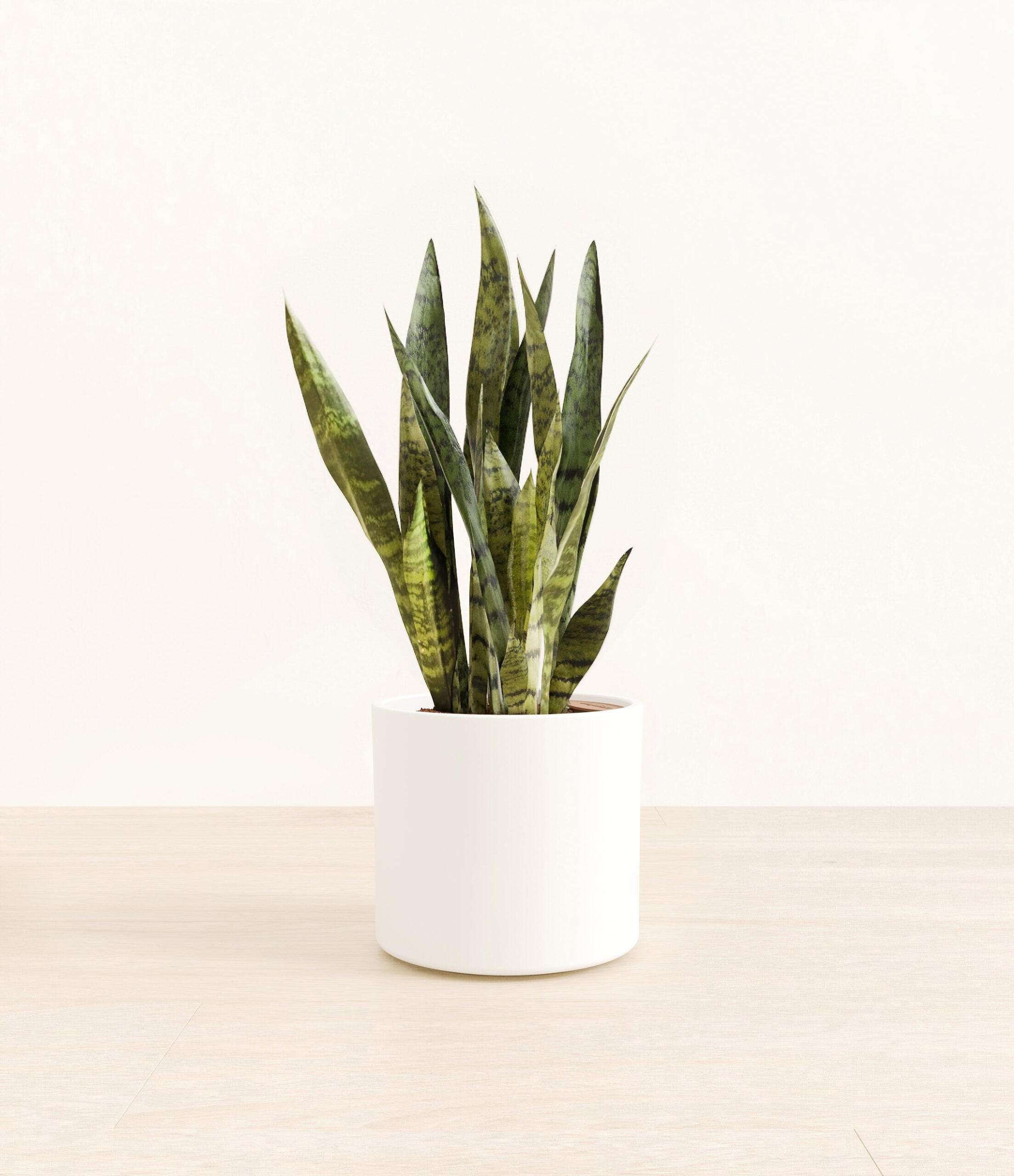 GreenSnakePlantEra_white_without_stand.jpg