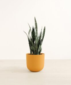 Green Snake Plant - Large Agatha
