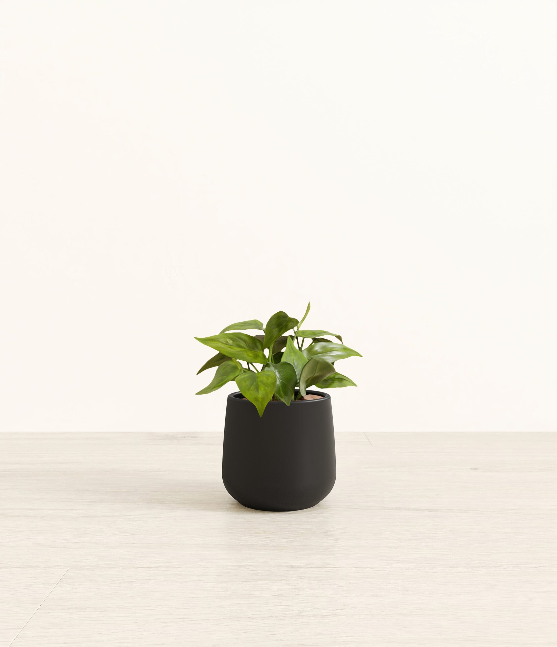 HeartleafPhilodendronAmber_small_black.jpg