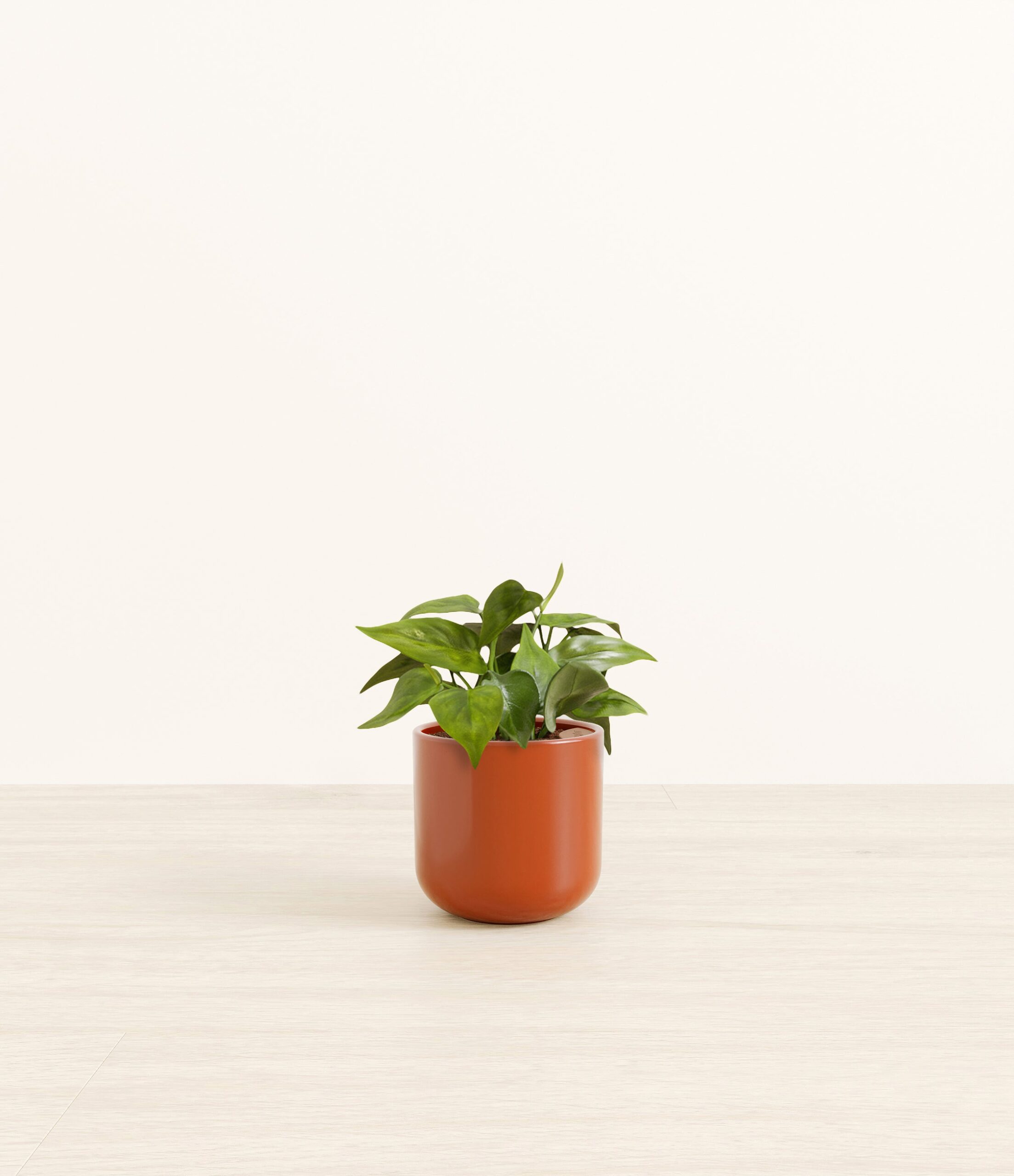 HeartleafPhilodendronSmall_Earth_Red.jpg