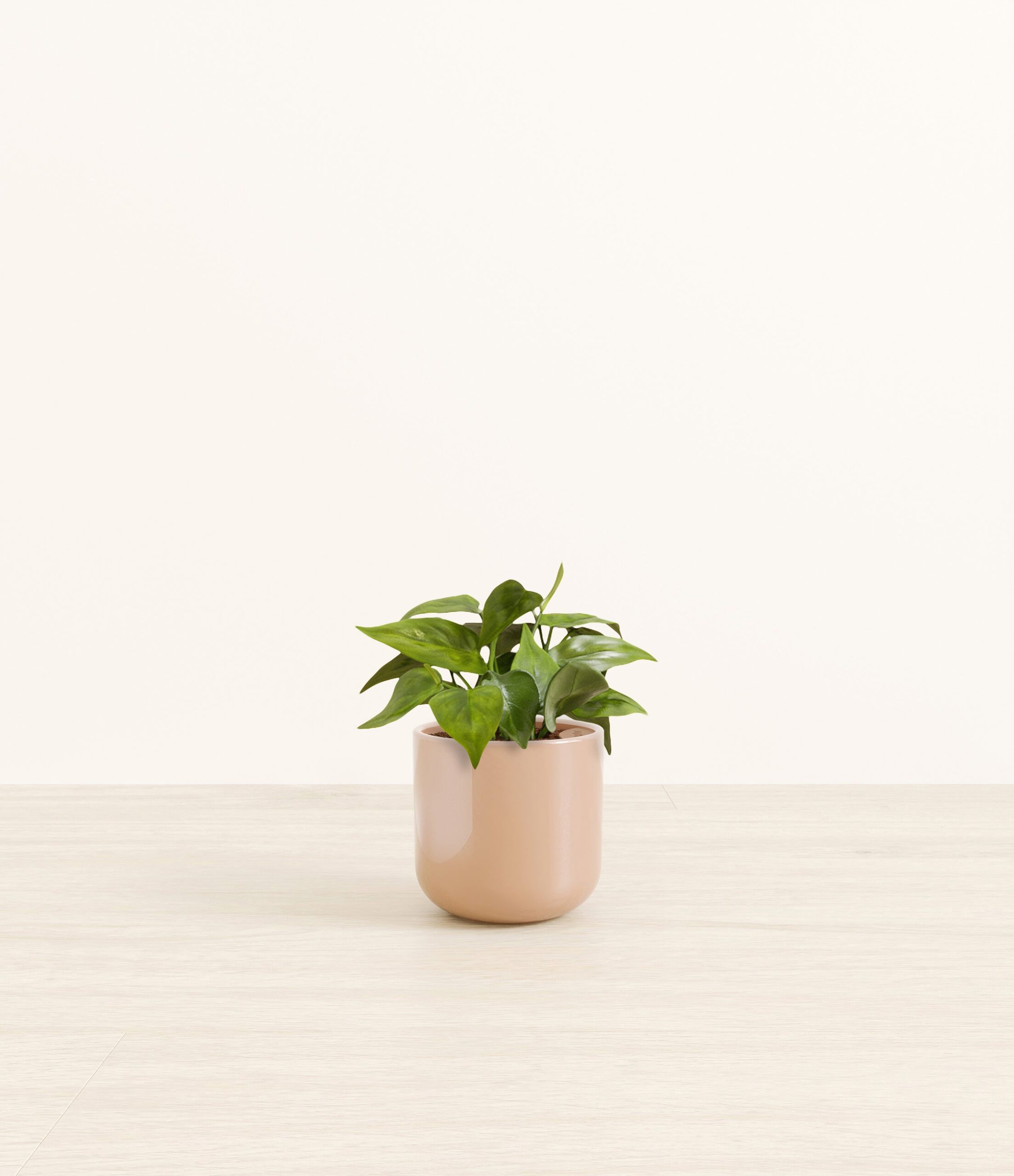 HeartleafPhilodendronSmall_Glossy_Blush.jpg