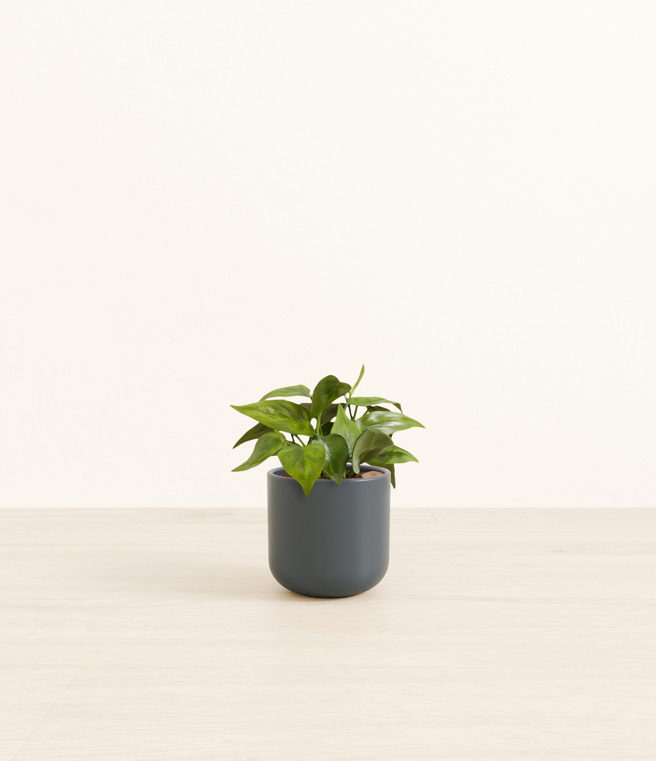 HeartleafPhilodendronSmall_Iron_Gray.jpg