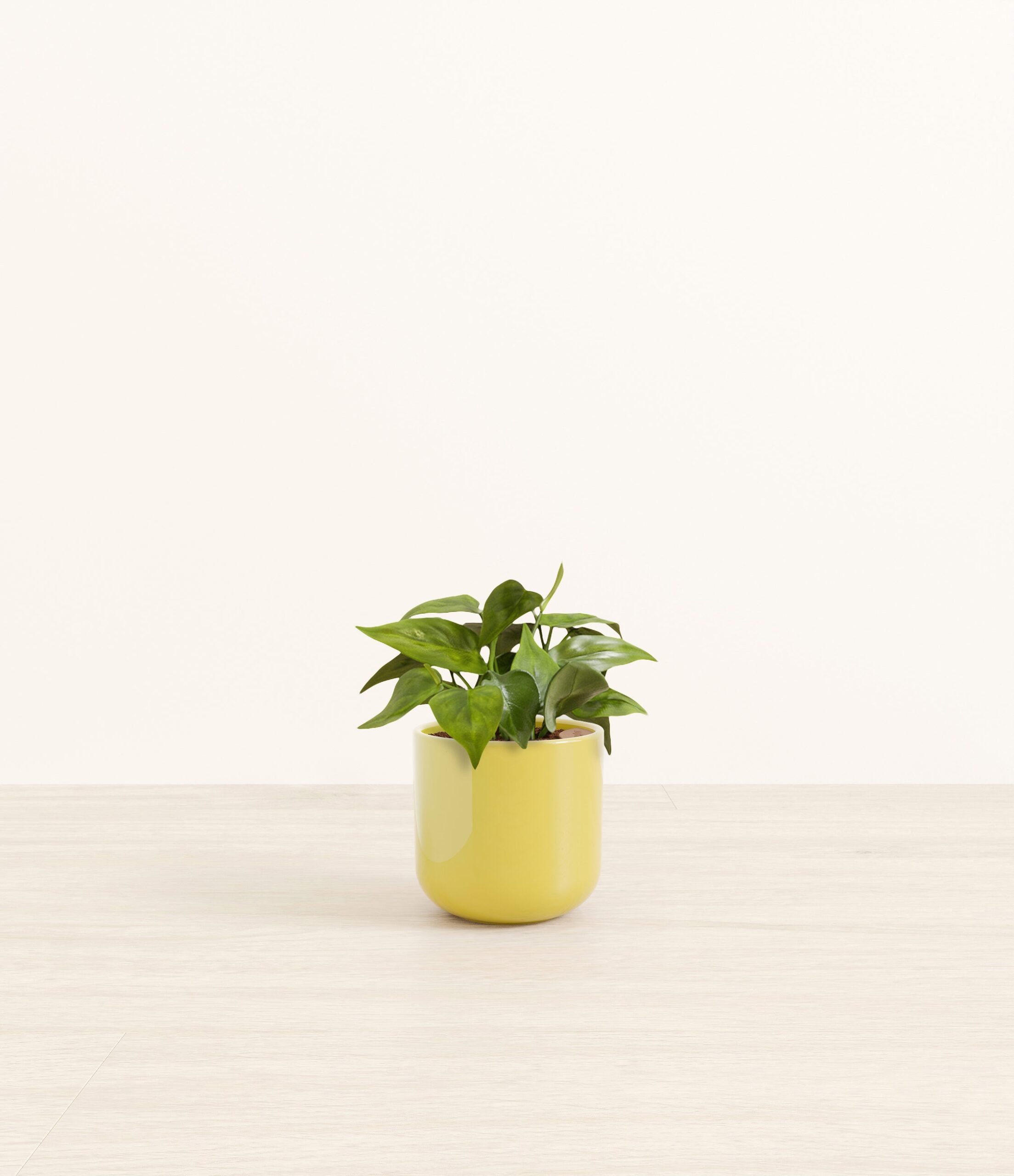 HeartleafPhilodendronSmall_Key-lime_Yellow.jpg