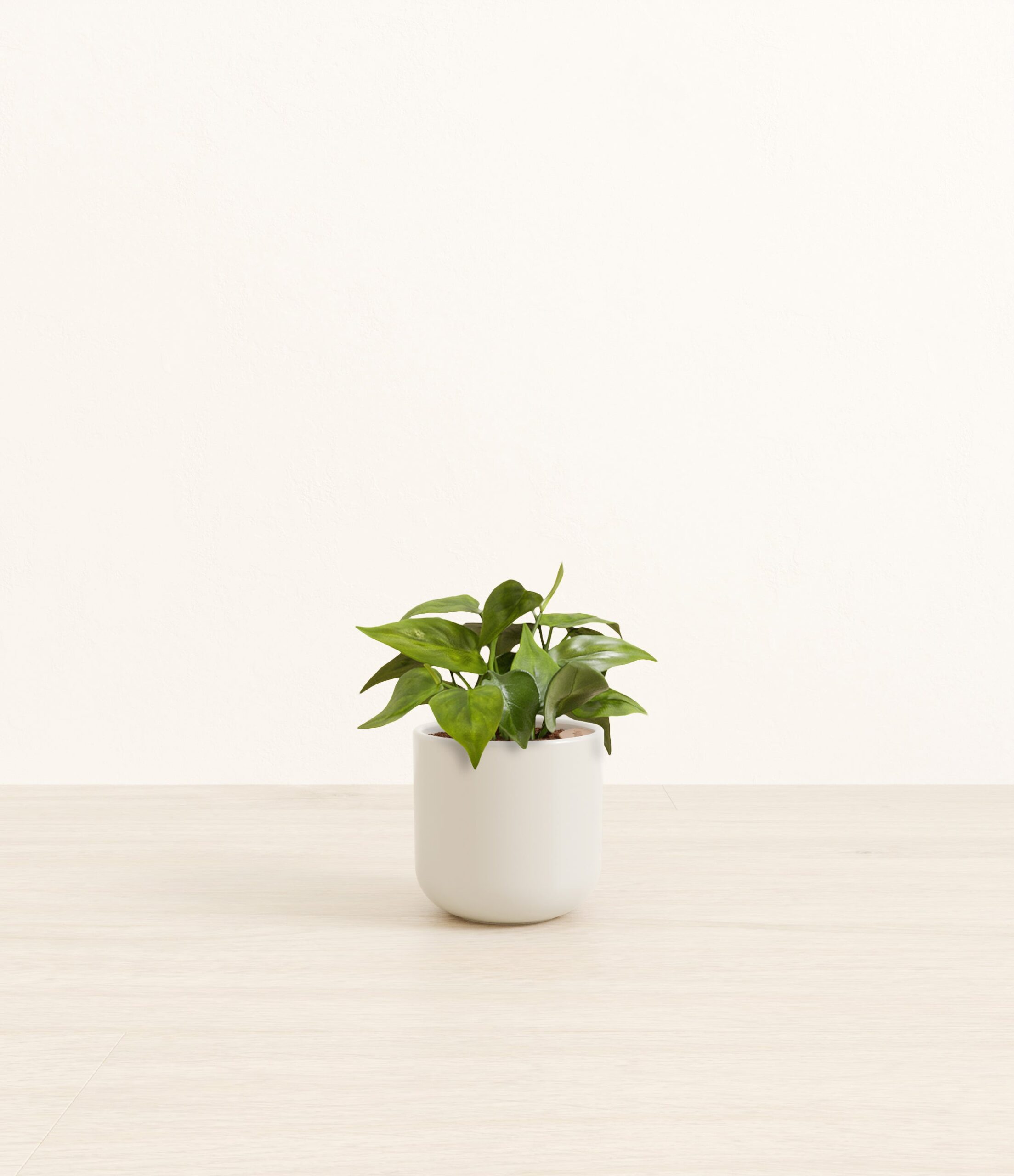 HeartleafPhilodendronSmall_Natural_Bamboo.jpg