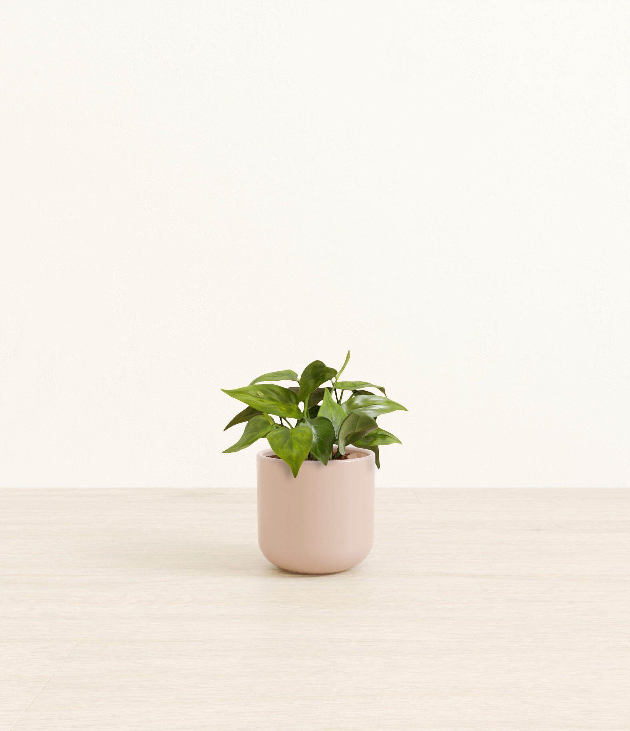 HeartleafPhilodendronSmall_Sandy_Pink.jpg