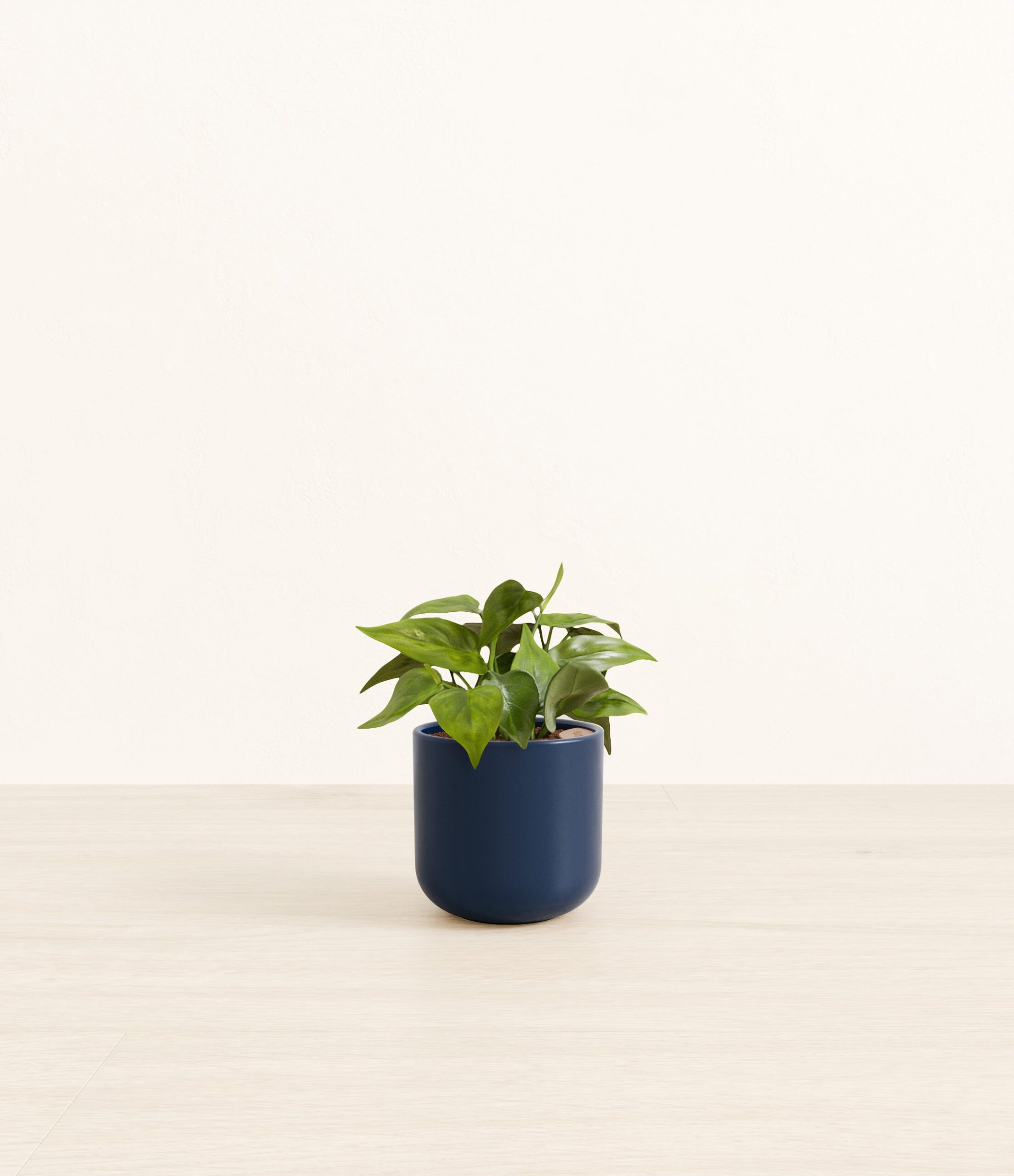 HeartleafPhilodendronSmall_Twilight_Blue.jpg