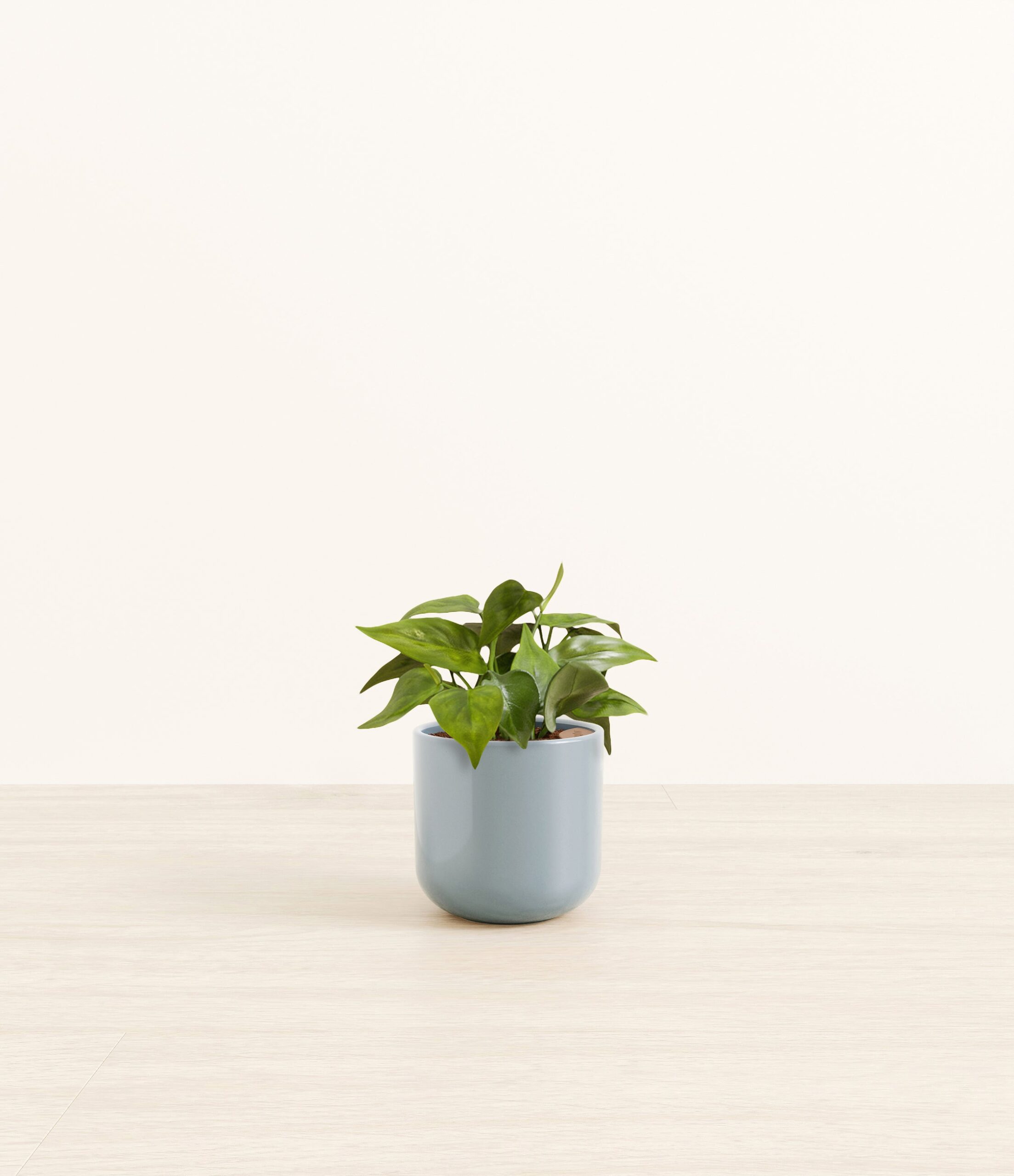HeartleafPhilodendronSmall_misty_Blue.jpg