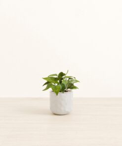 Heartleaf - Small Small Yoko
