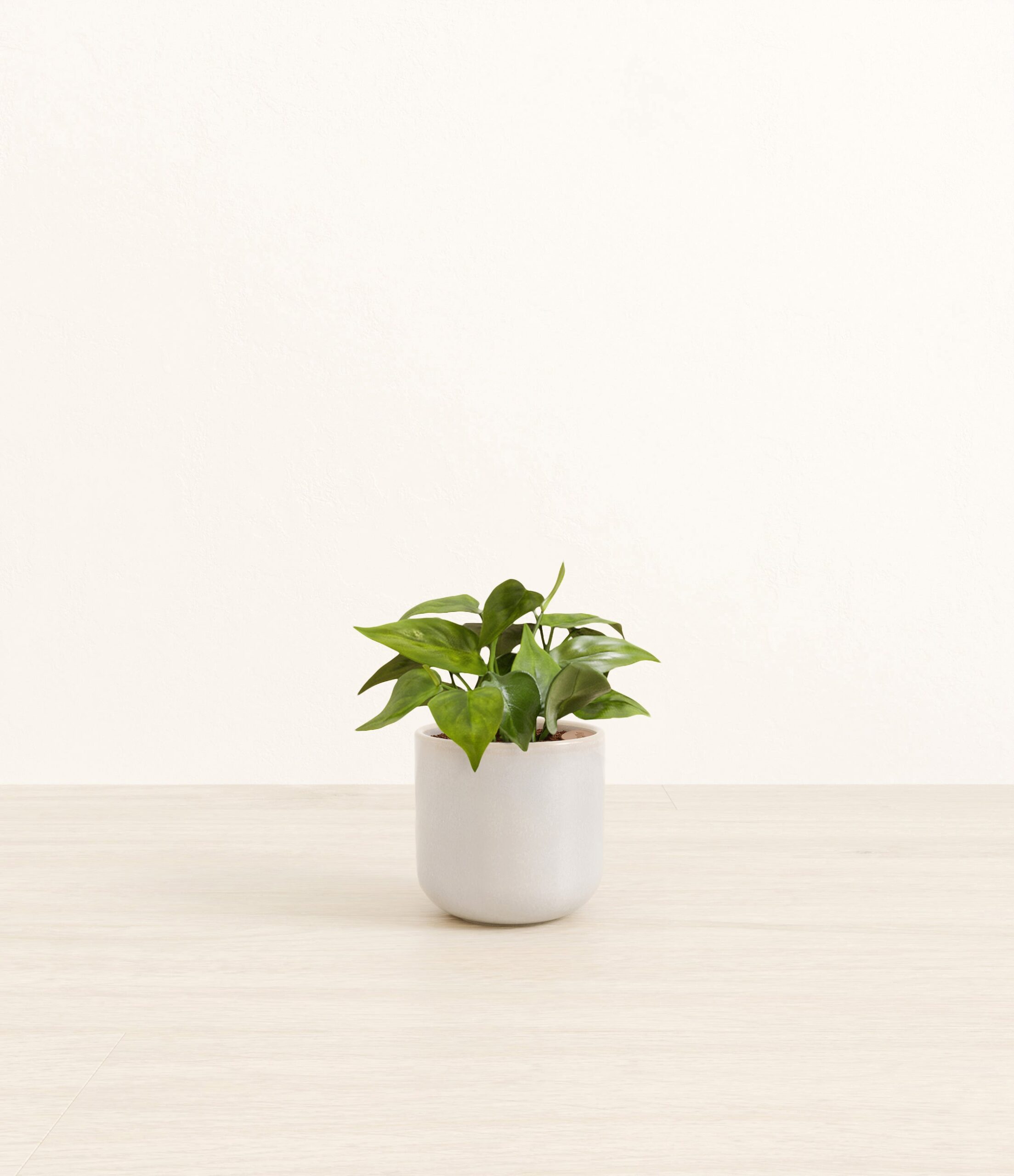 Heartleaf_Snowdrift_White.jpg