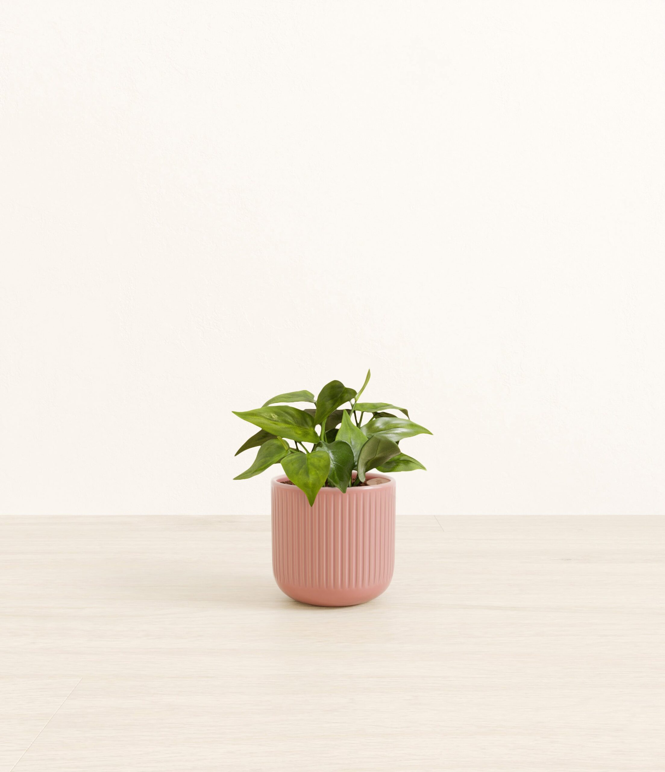 Heartleaf_pink_striped.jpg