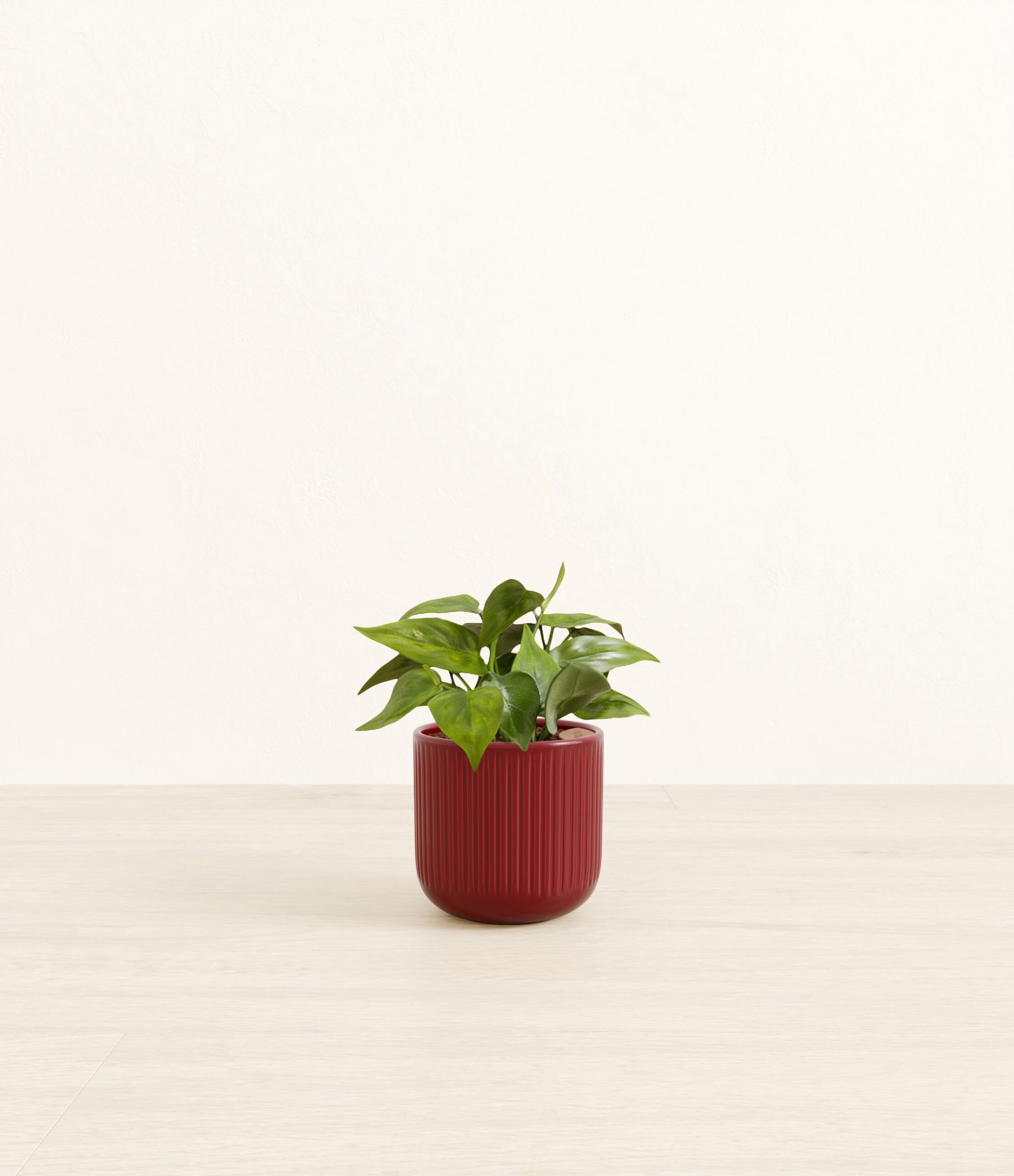 Heartleaf_red_striped.jpg