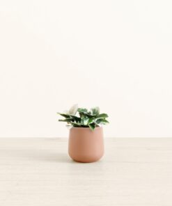 Hoya Tri Color - Small Amber